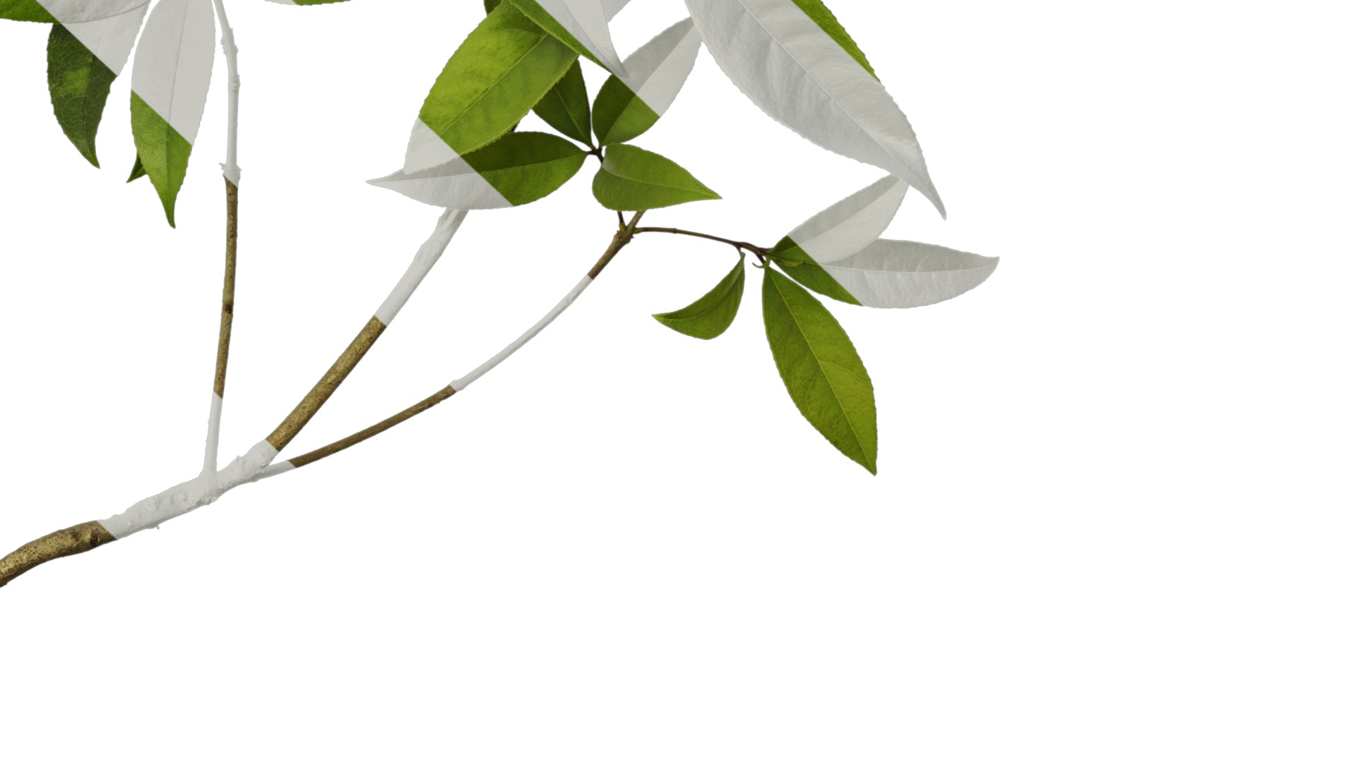 Osmanthus fragrans Low-poly 3D model_29