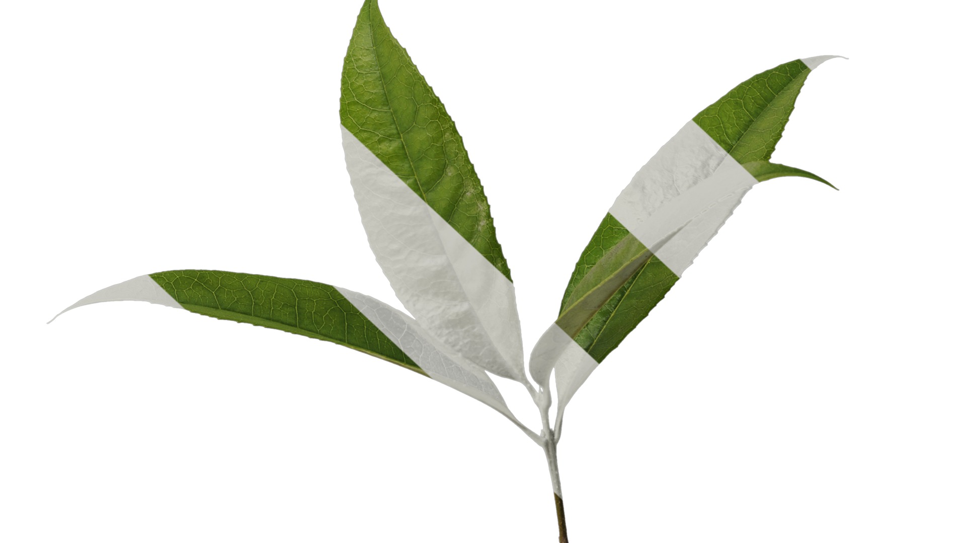 Osmanthus fragrans Low-poly 3D model_20