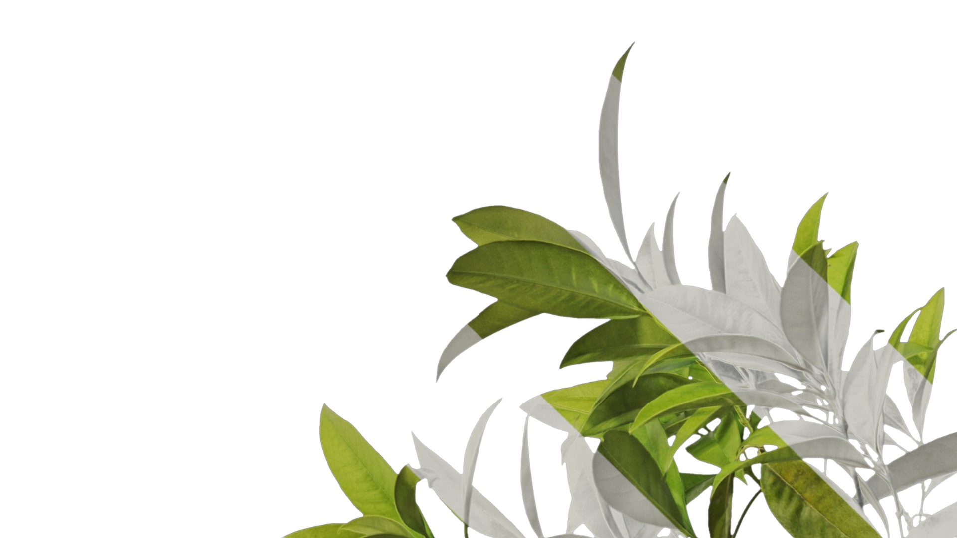 Osmanthus fragrans Low-poly 3D model_5