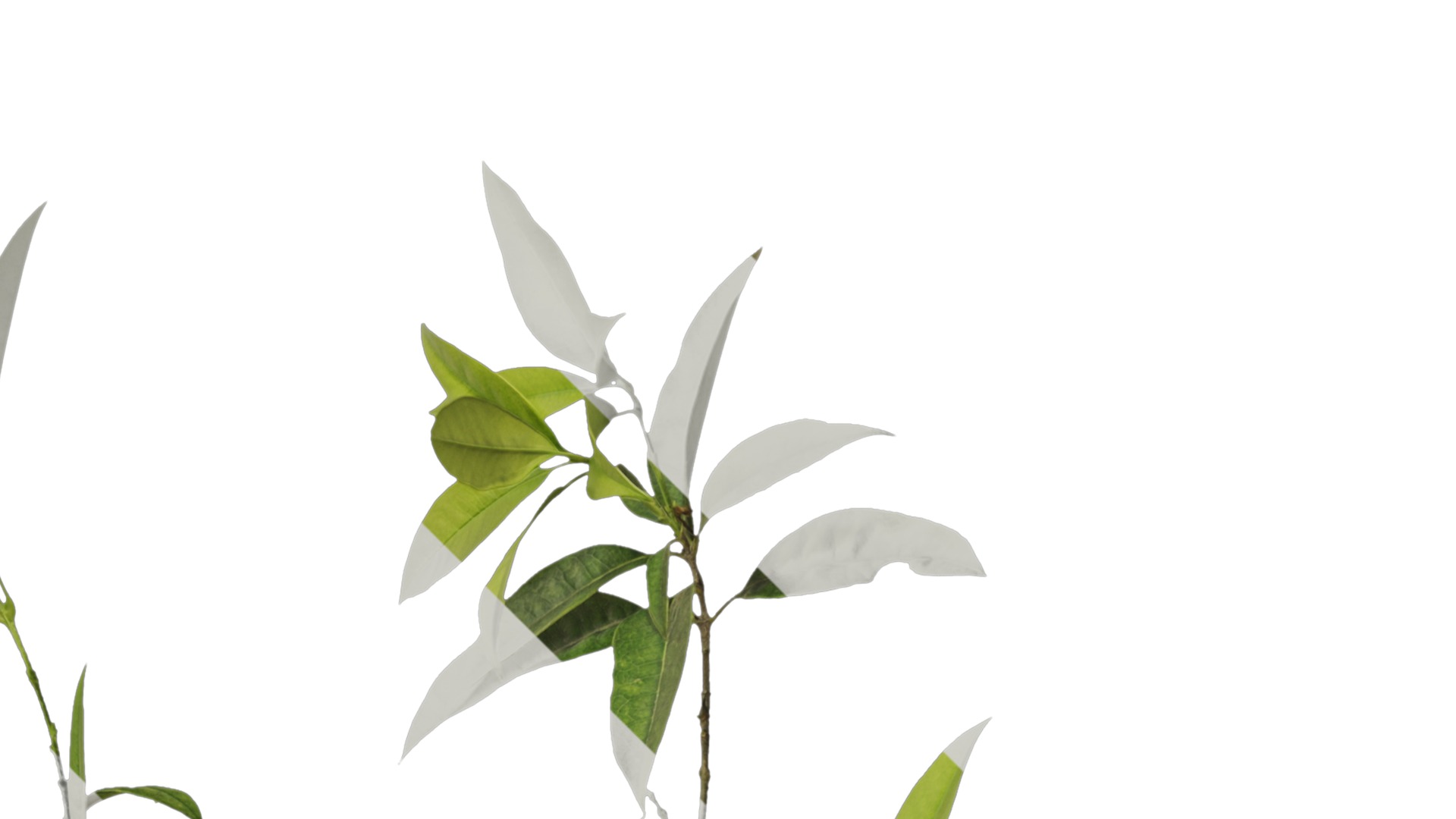 Osmanthus fragrans Low-poly 3D model_6
