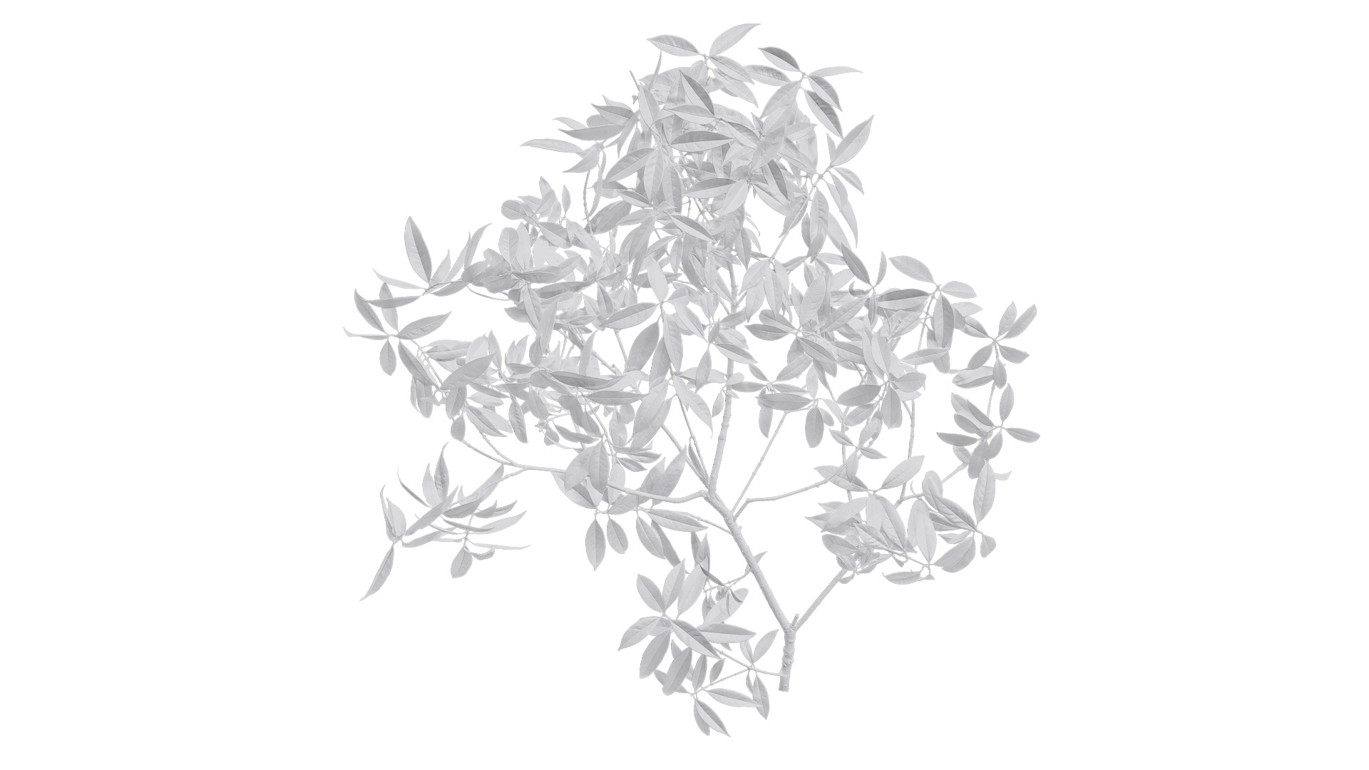 Osmanthus fragrans Low-poly 3D model_68