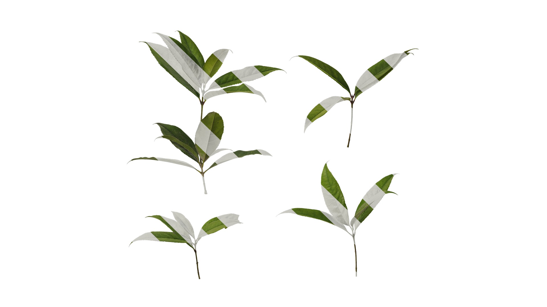 Osmanthus fragrans Low-poly 3D model_14