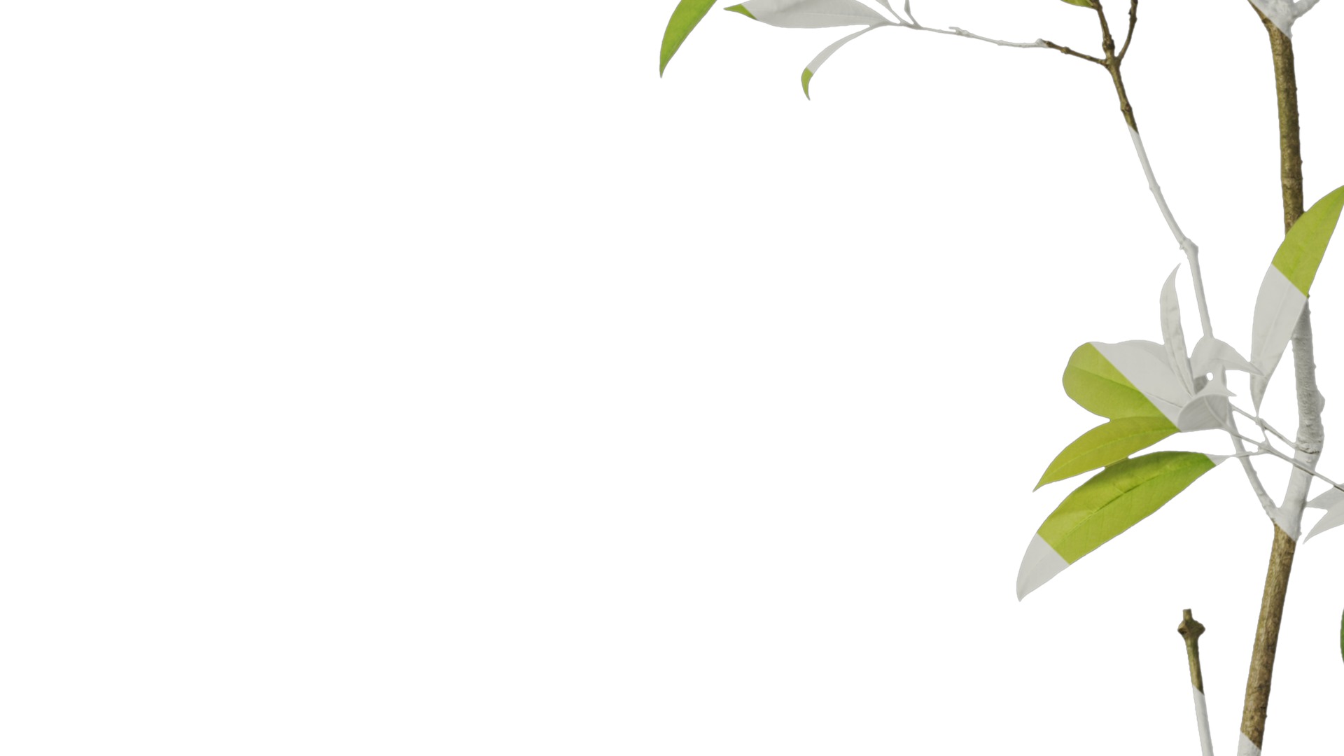 Osmanthus fragrans Low-poly 3D model_9