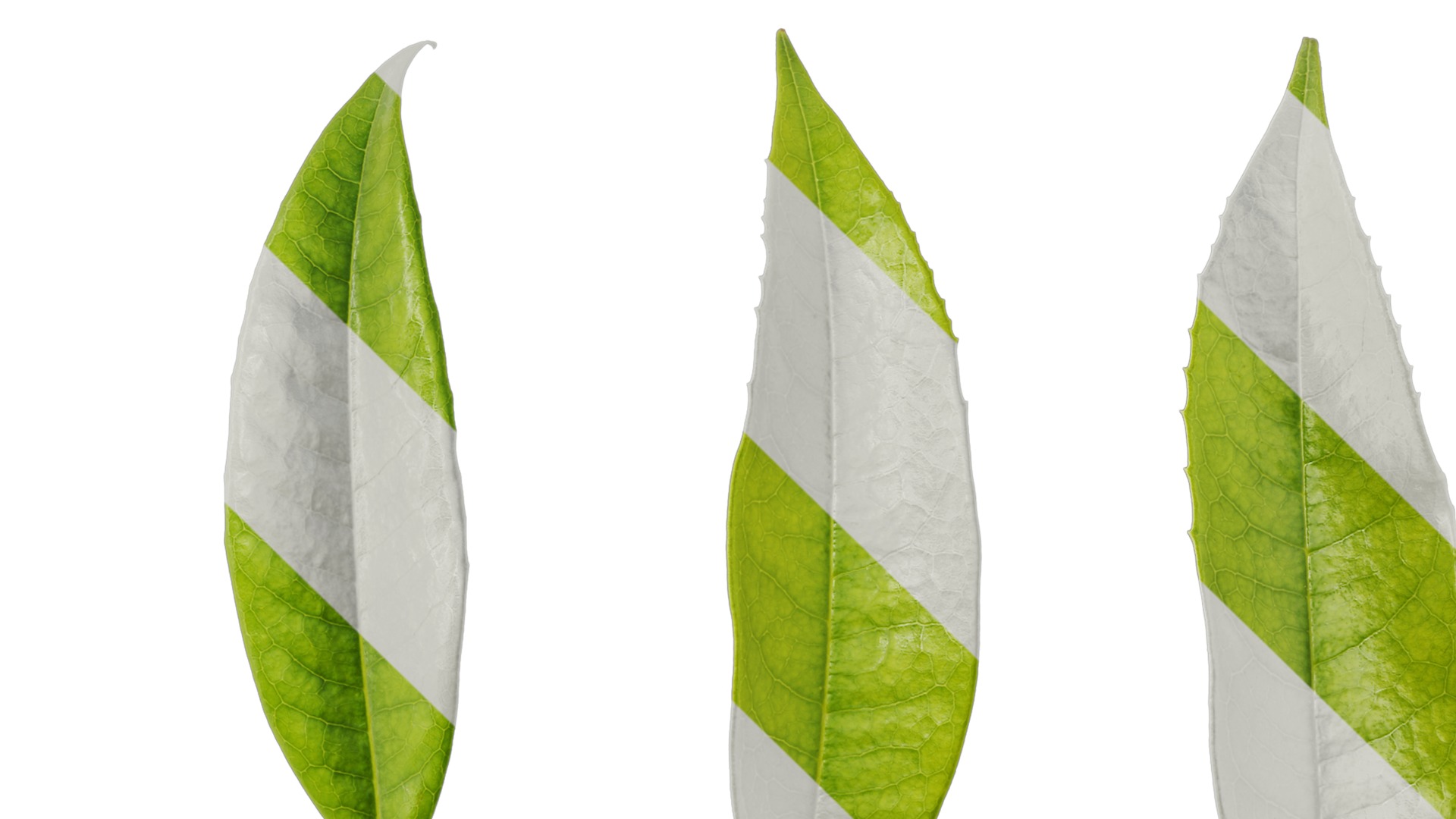 Osmanthus fragrans Low-poly 3D model_131