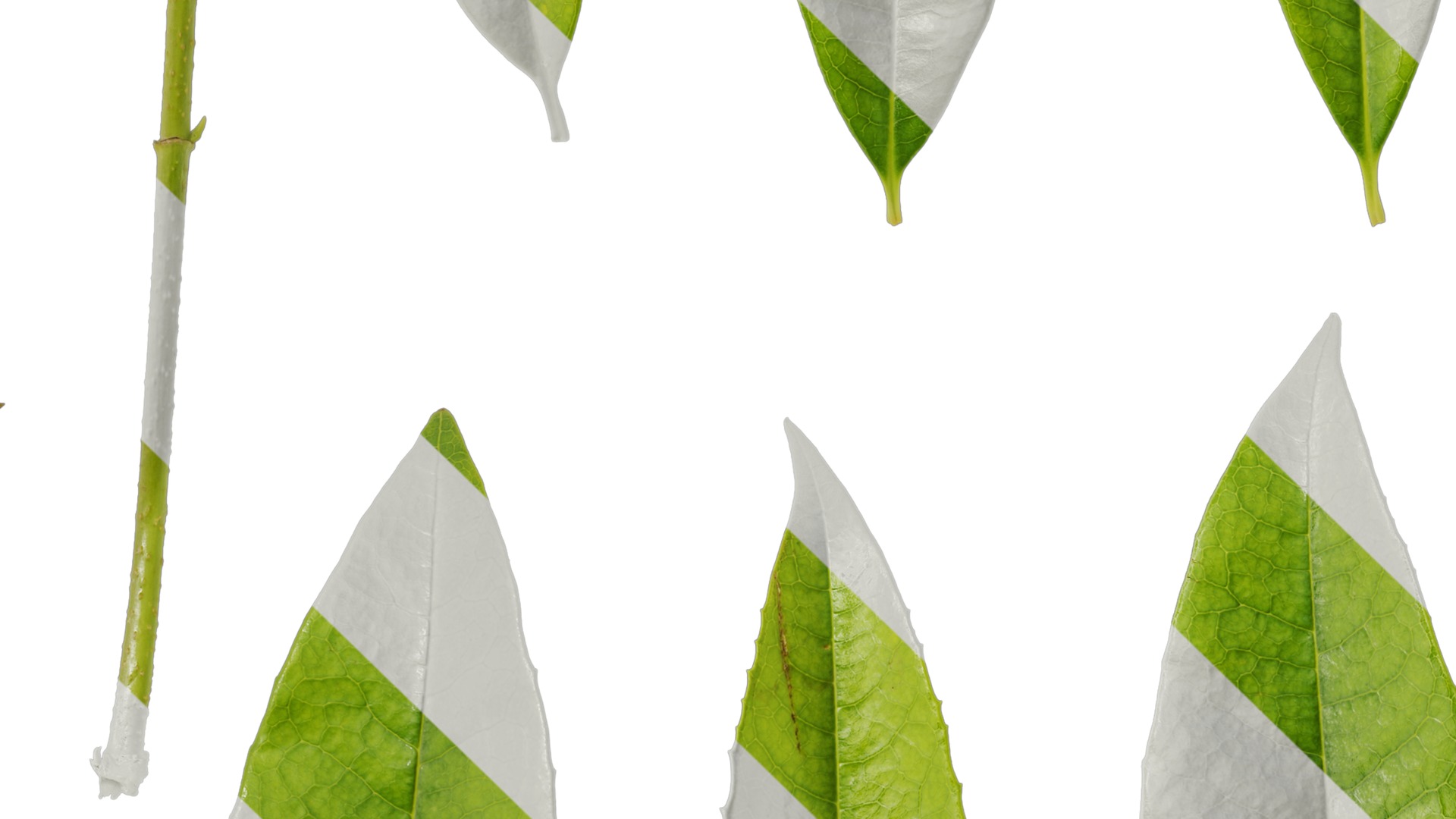 Osmanthus fragrans Low-poly 3D model_132