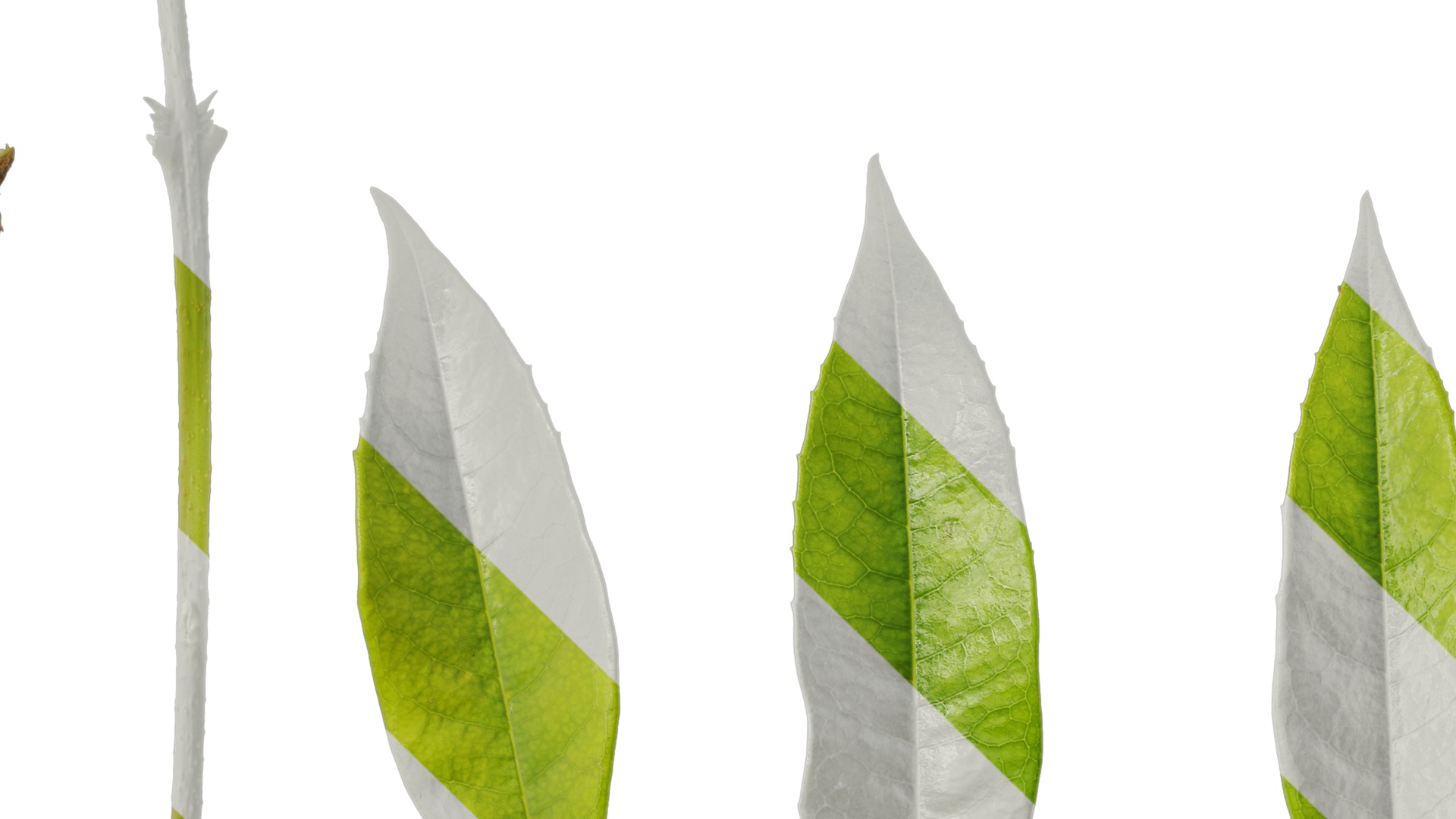 Osmanthus fragrans Low-poly 3D model_130