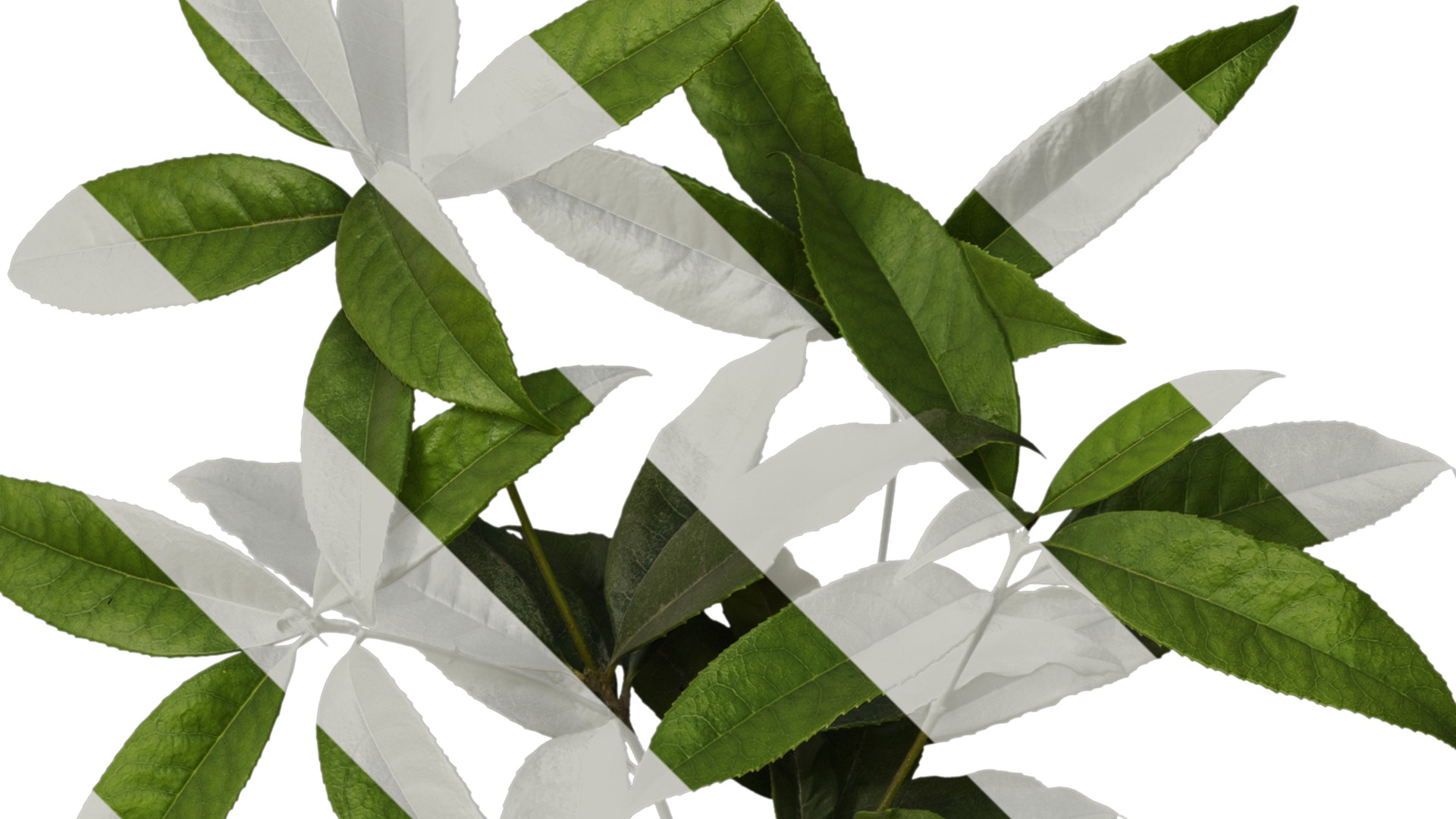 Osmanthus fragrans Low-poly 3D model_25