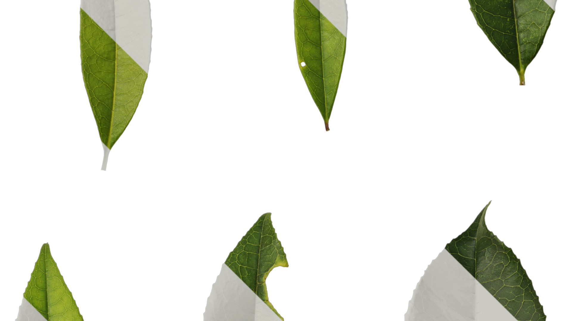 Osmanthus fragrans Low-poly 3D model_110