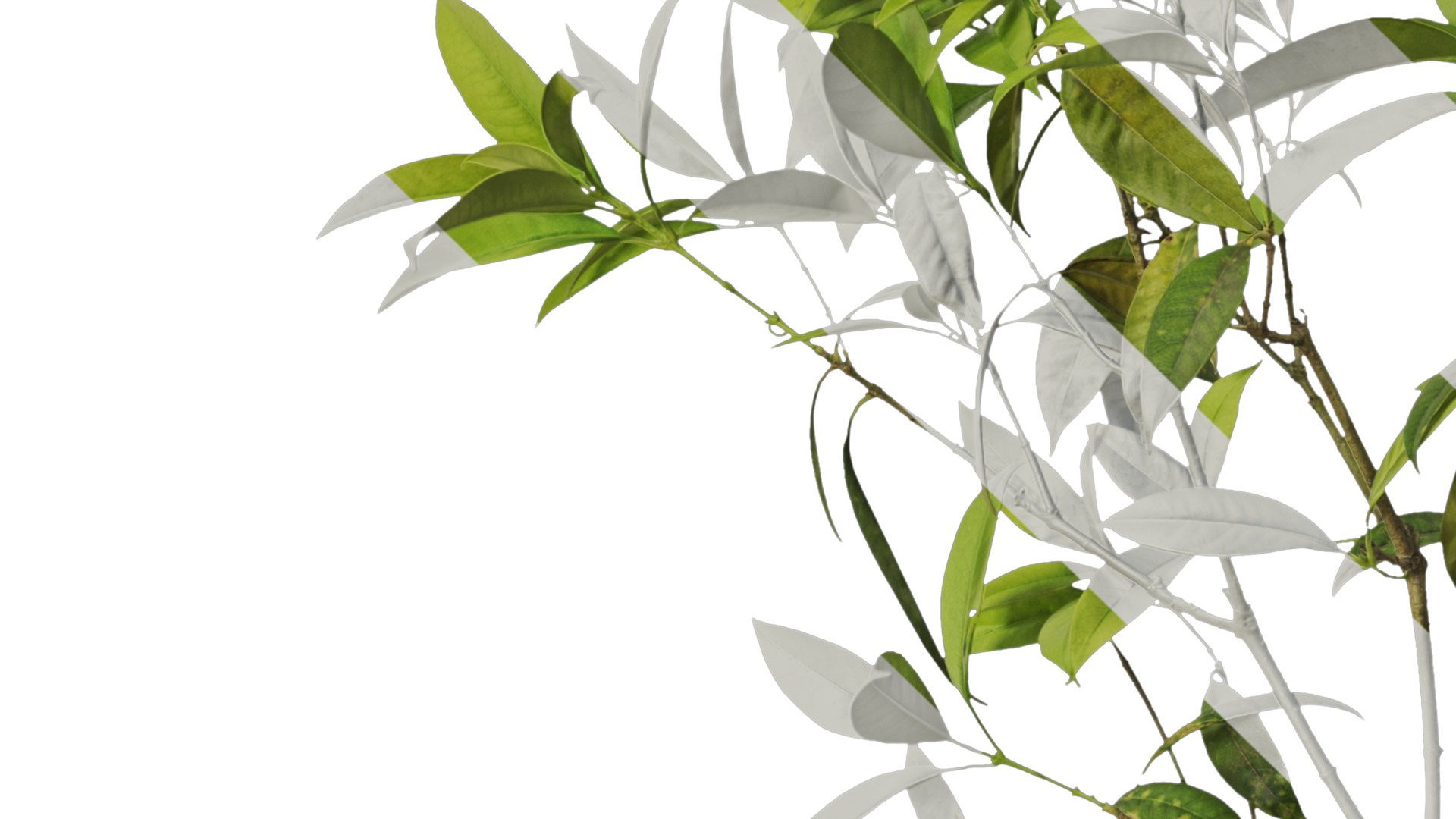 Osmanthus fragrans Low-poly 3D model_7