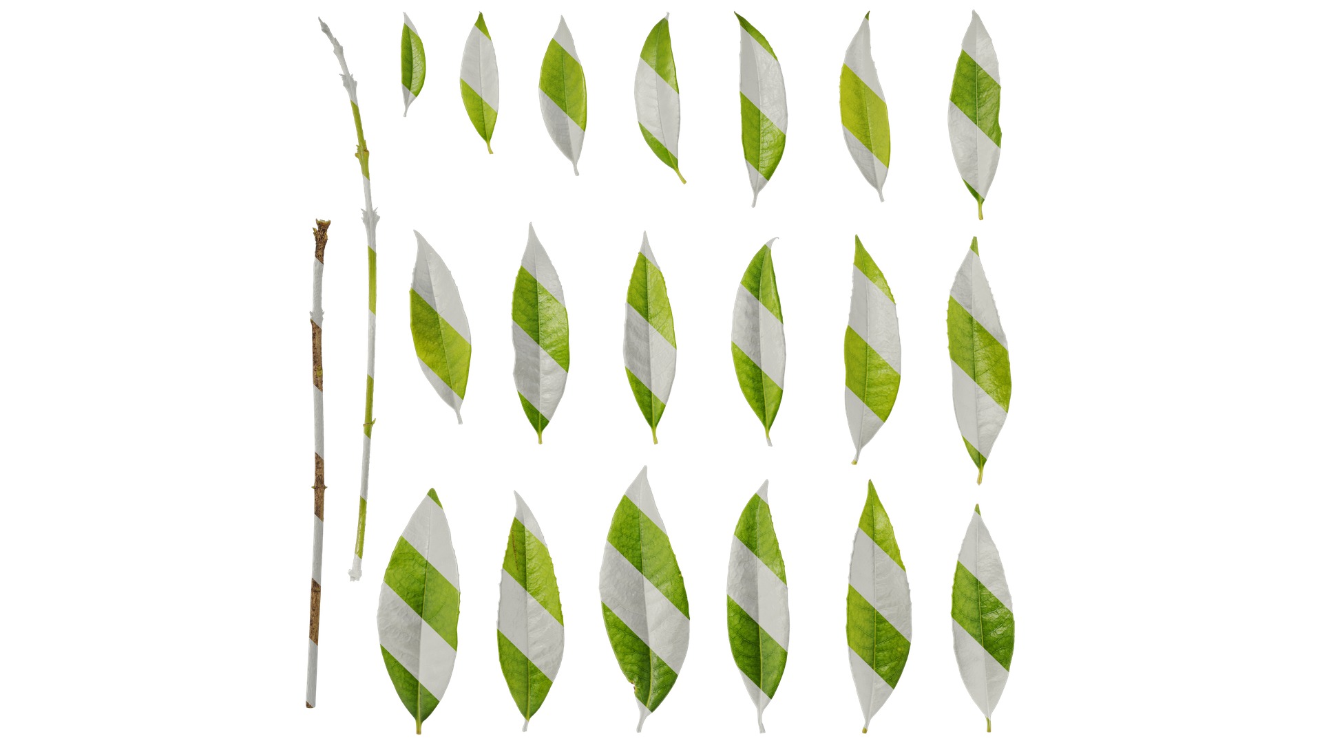 Osmanthus fragrans Low-poly 3D model_127