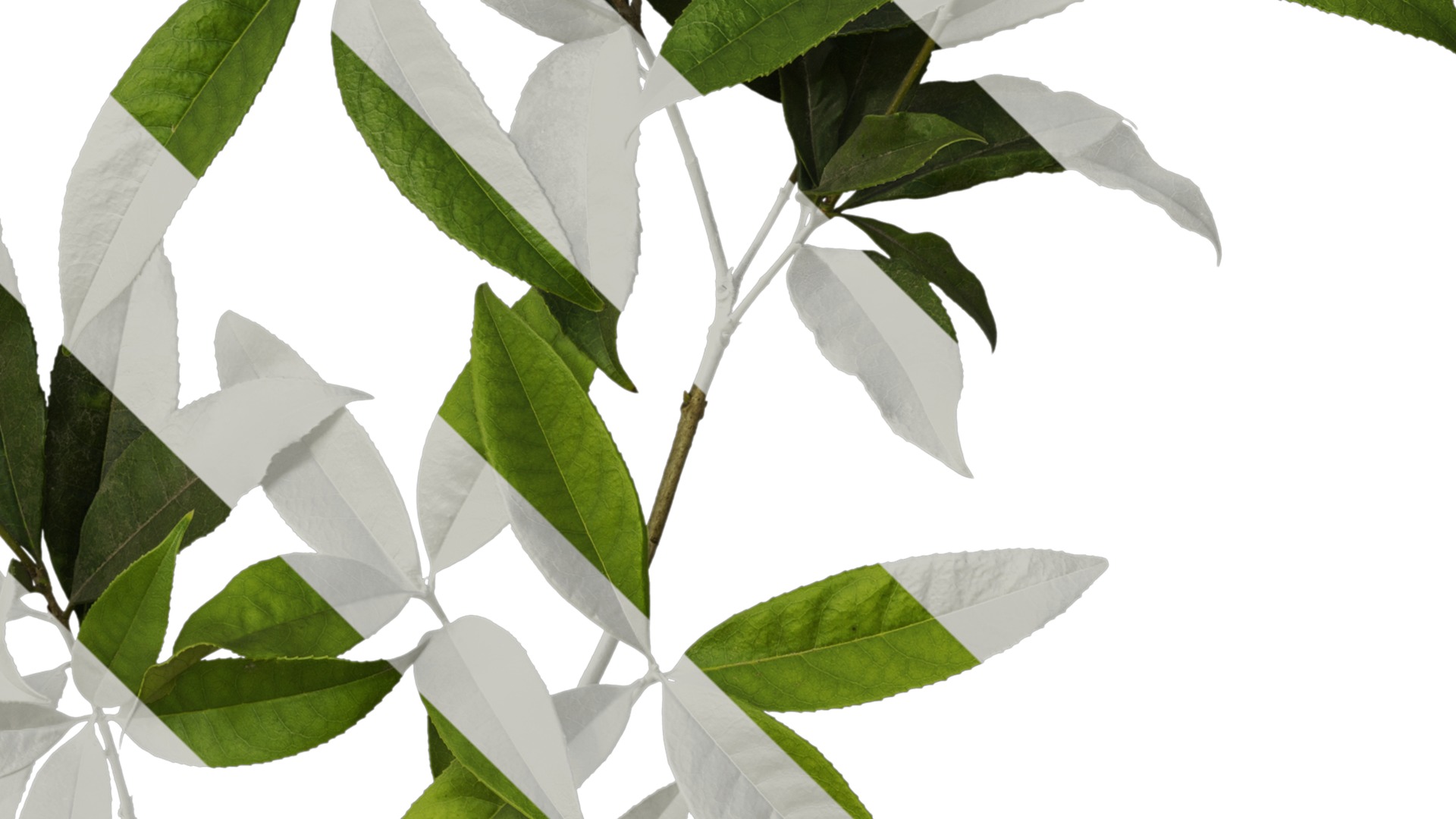 Osmanthus fragrans Low-poly 3D model_27