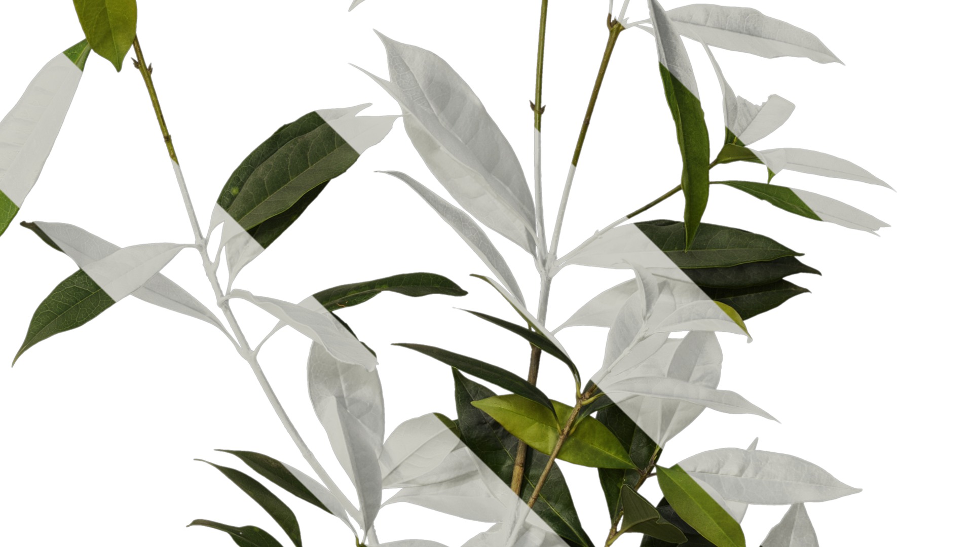 Osmanthus fragrans Low-poly 3D model_91