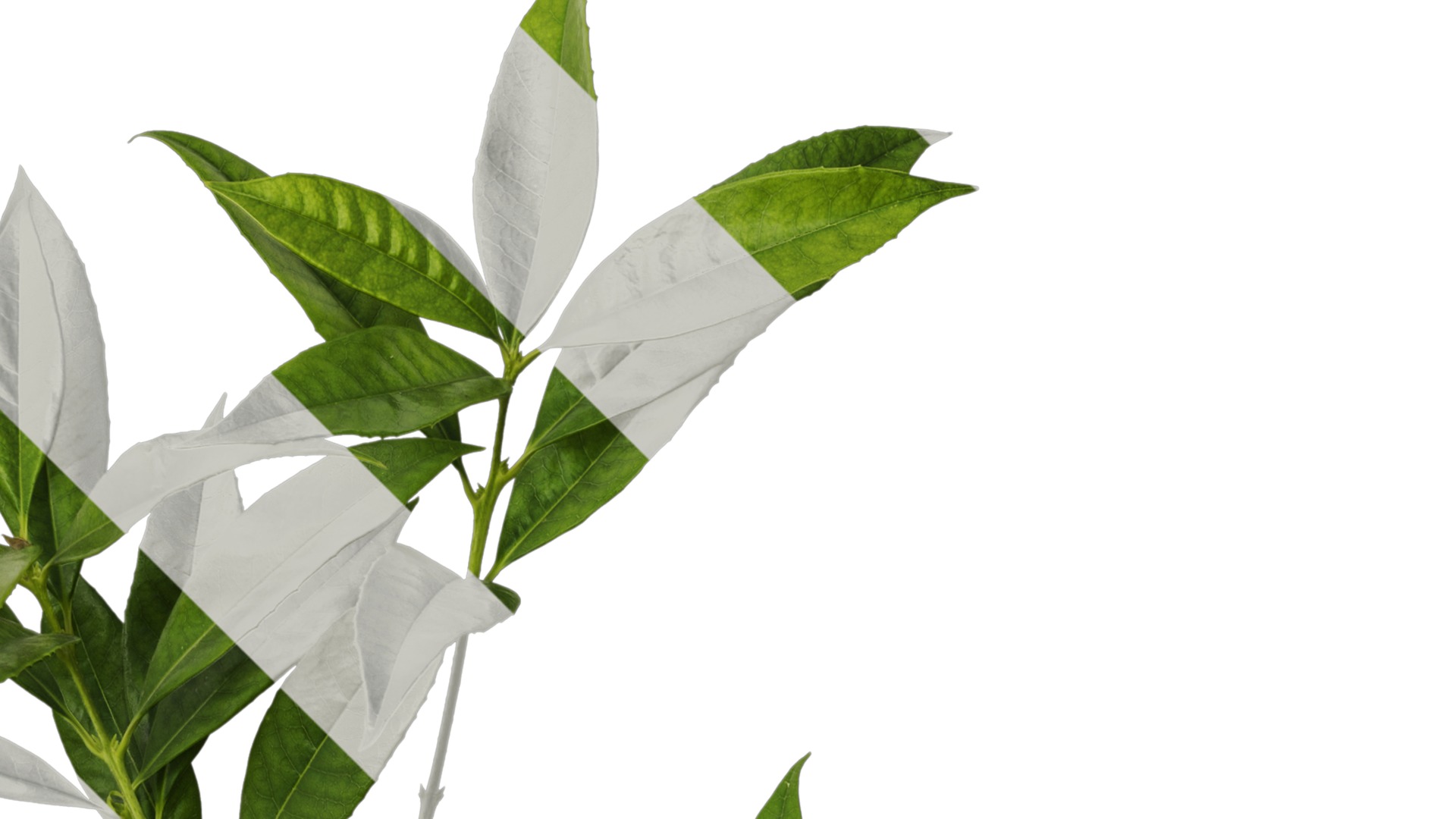 Osmanthus fragrans Low-poly 3D model_98