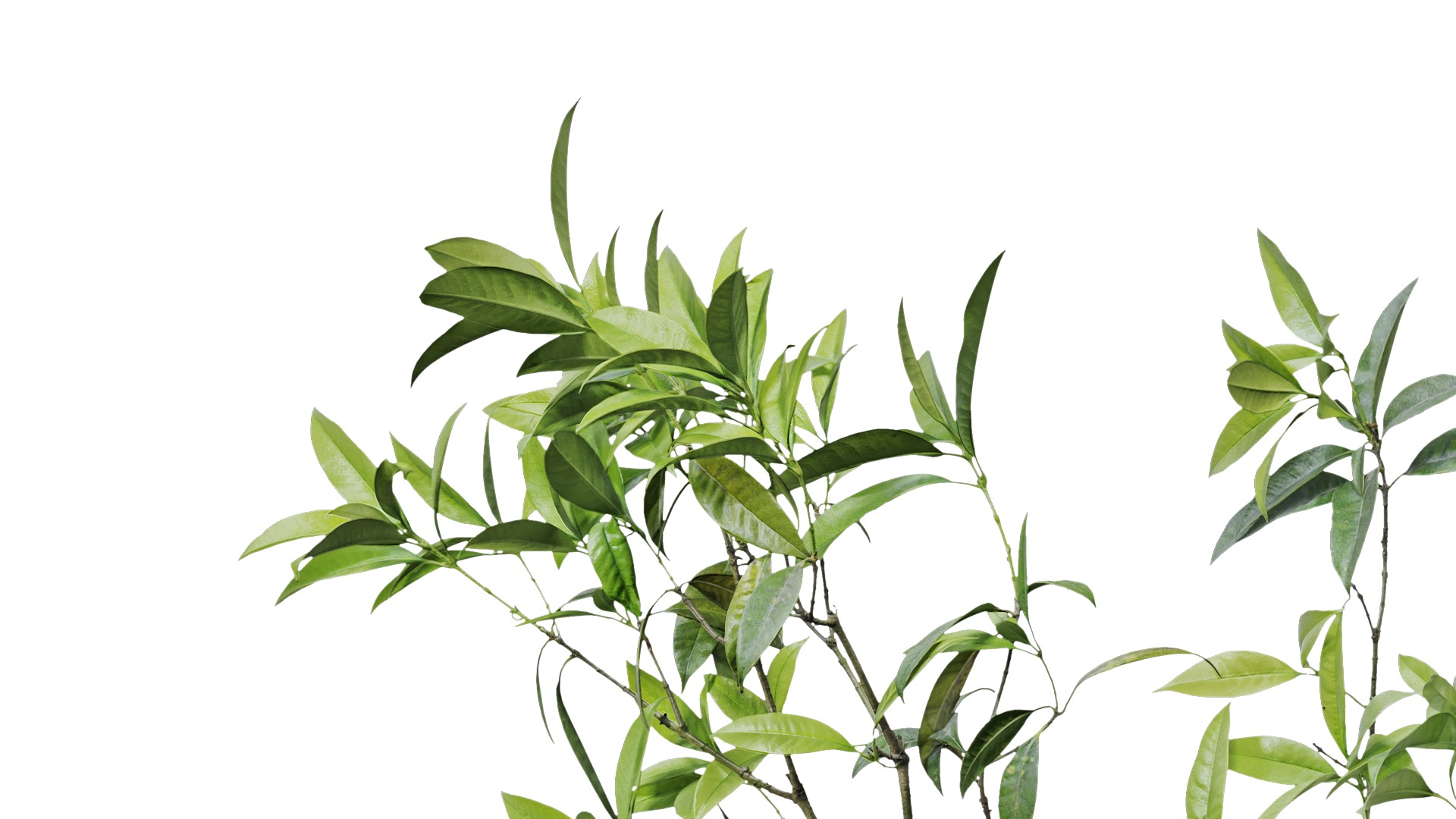 Osmanthus fragrans Low-poly 3D model_2