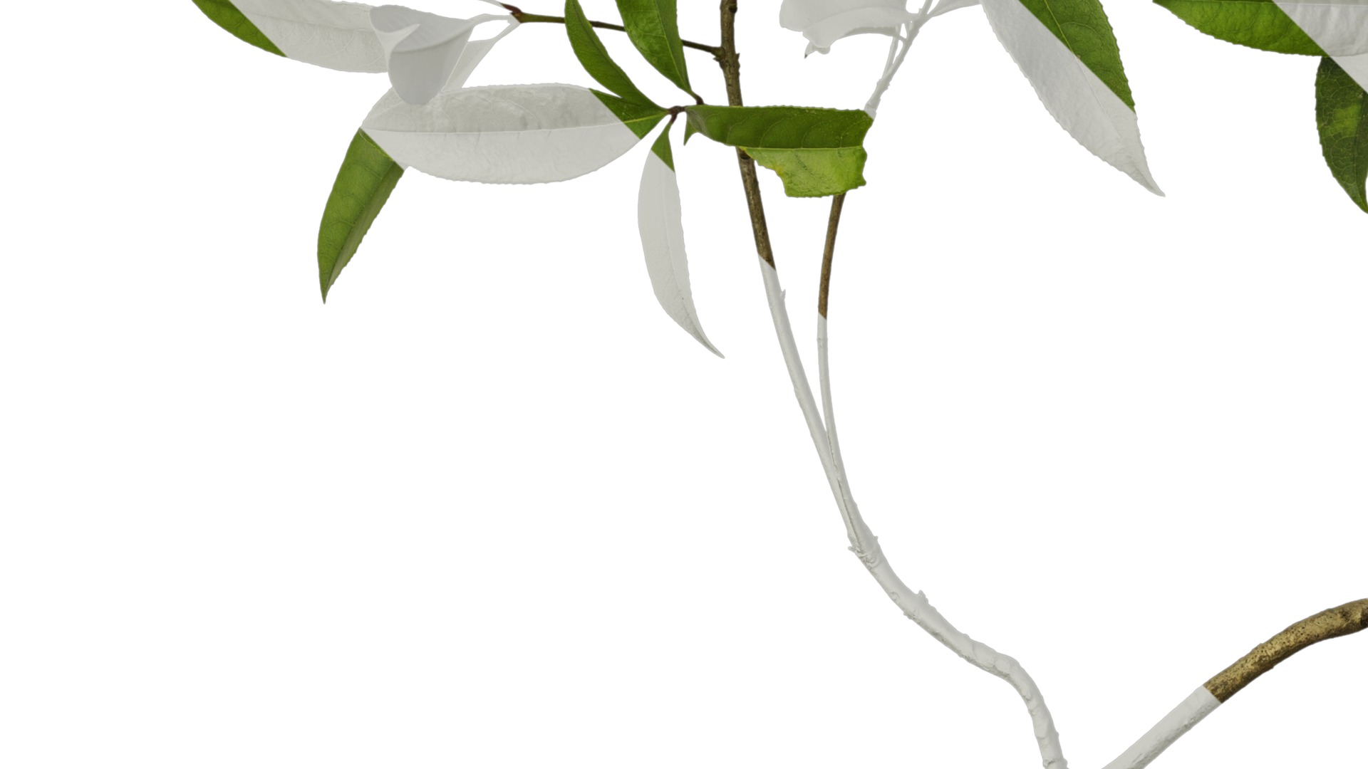 Osmanthus fragrans Low-poly 3D model_28