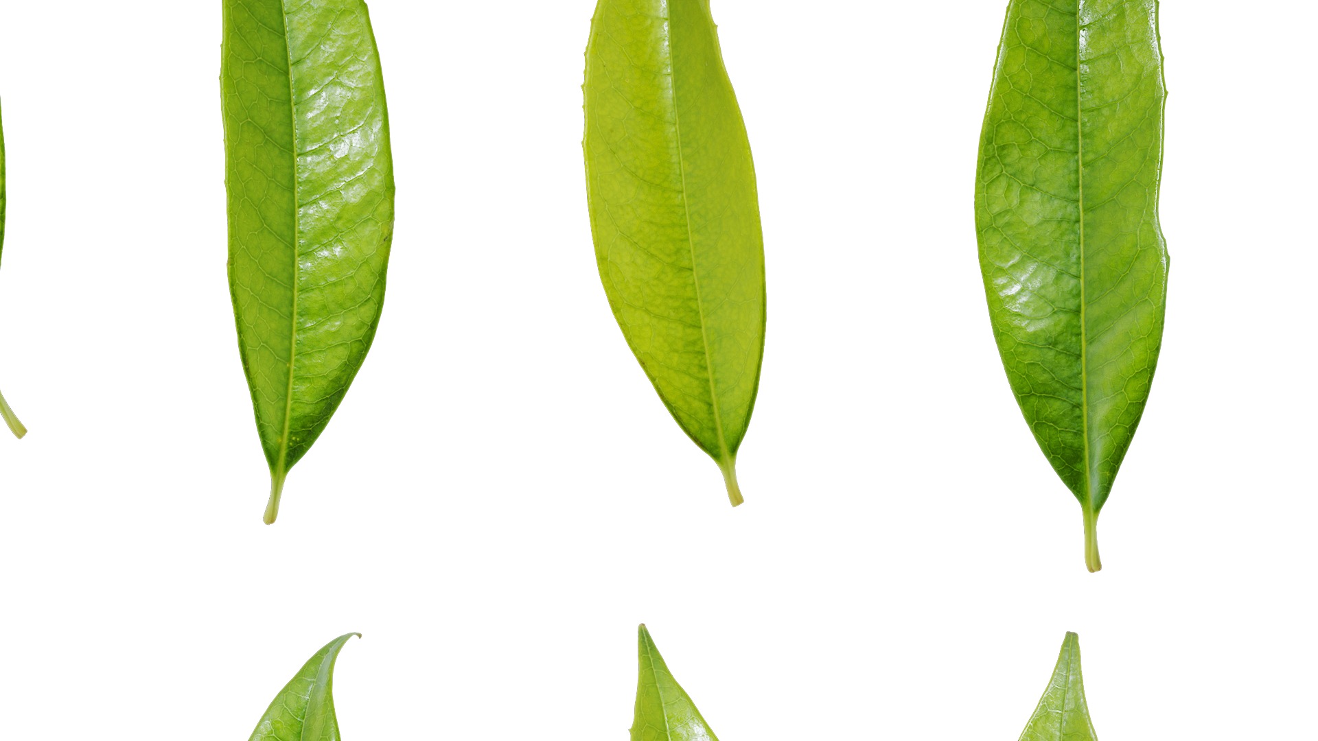 Osmanthus fragrans Low-poly 3D model_125