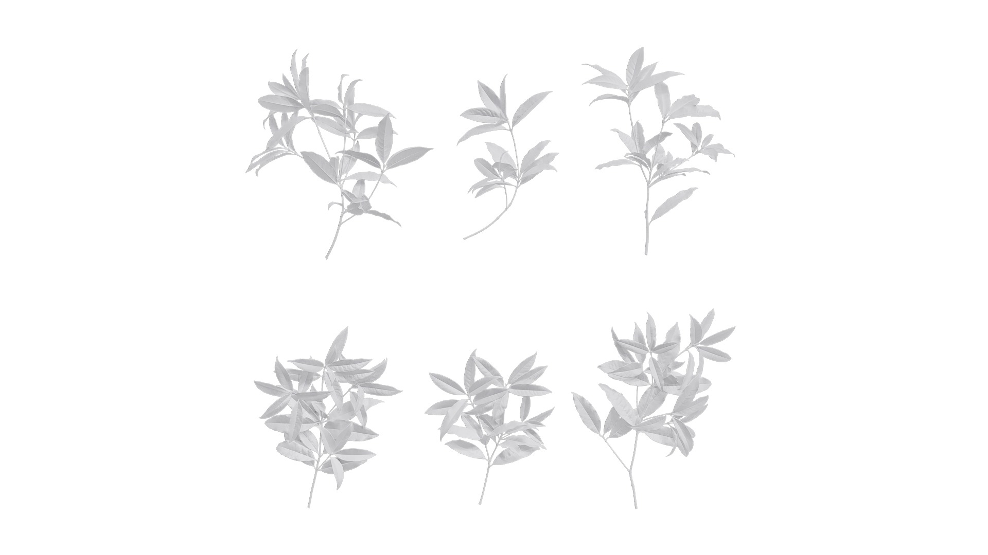 Osmanthus fragrans Low-poly 3D model_40