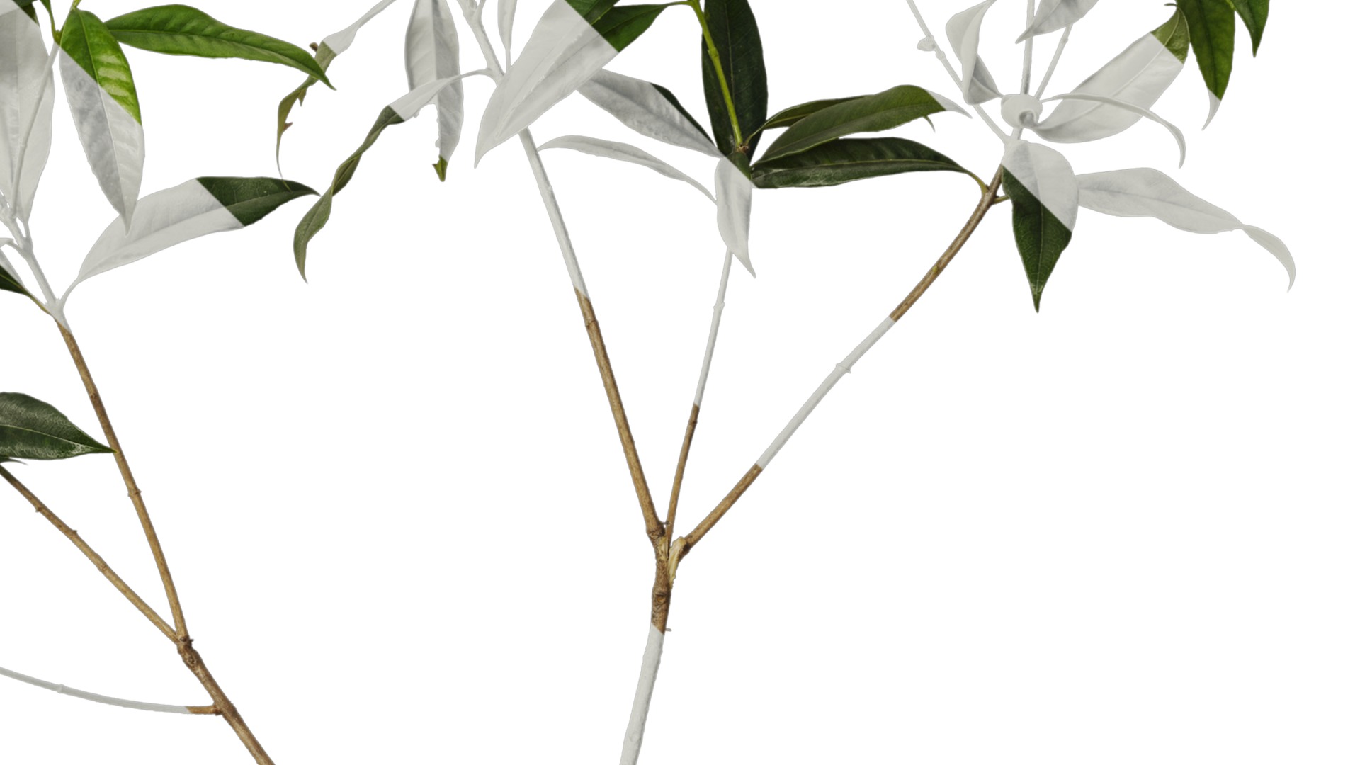 Osmanthus fragrans Low-poly 3D model_82
