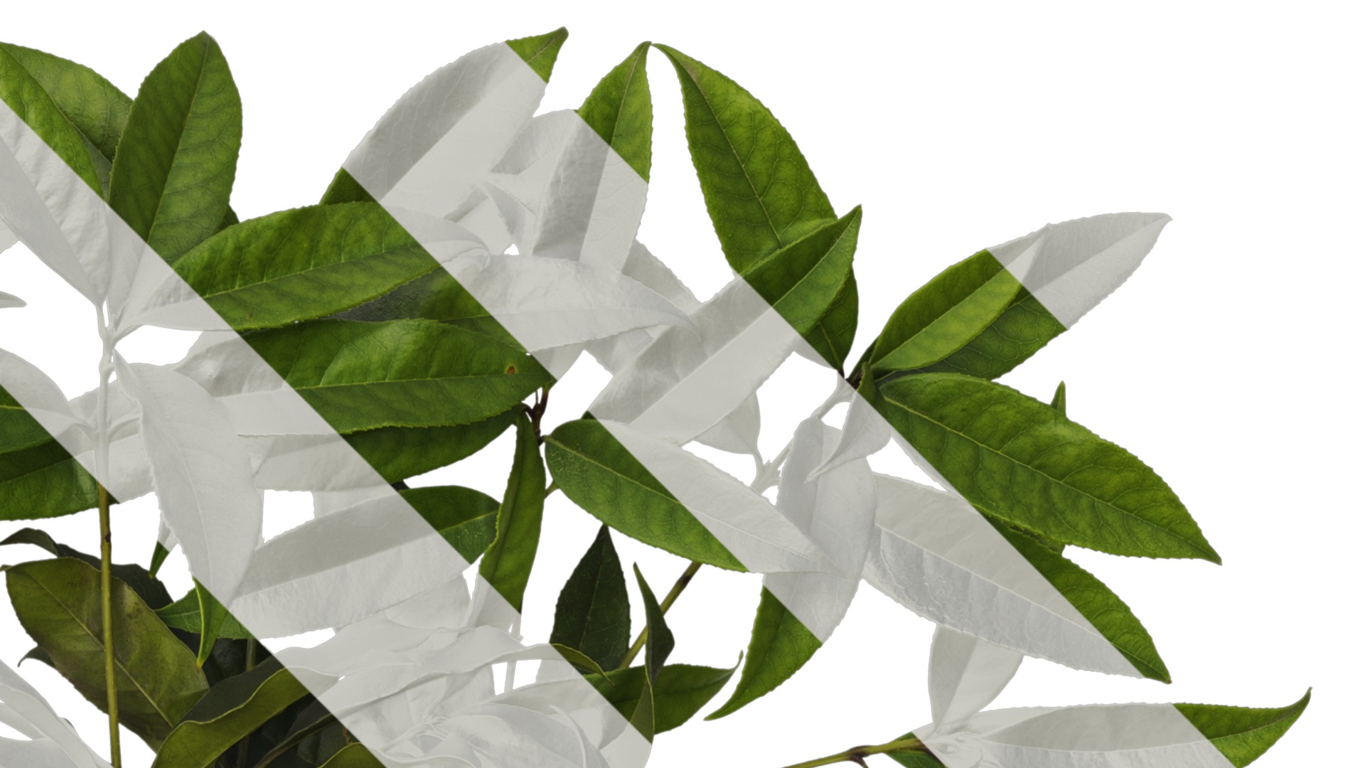 Osmanthus fragrans Low-poly 3D model_34