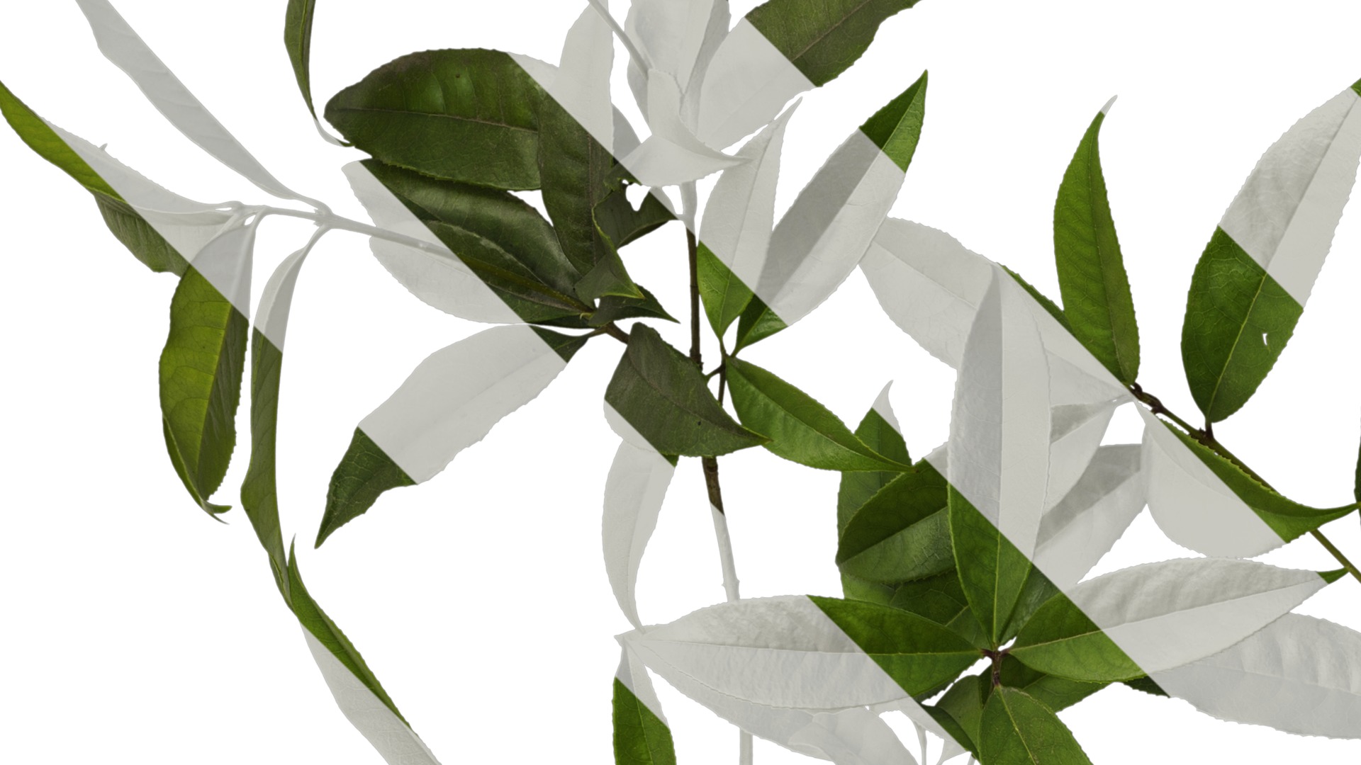 Osmanthus fragrans Low-poly 3D model_26