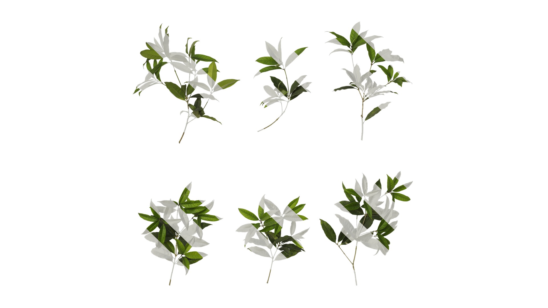 Osmanthus fragrans Low-poly 3D model_41