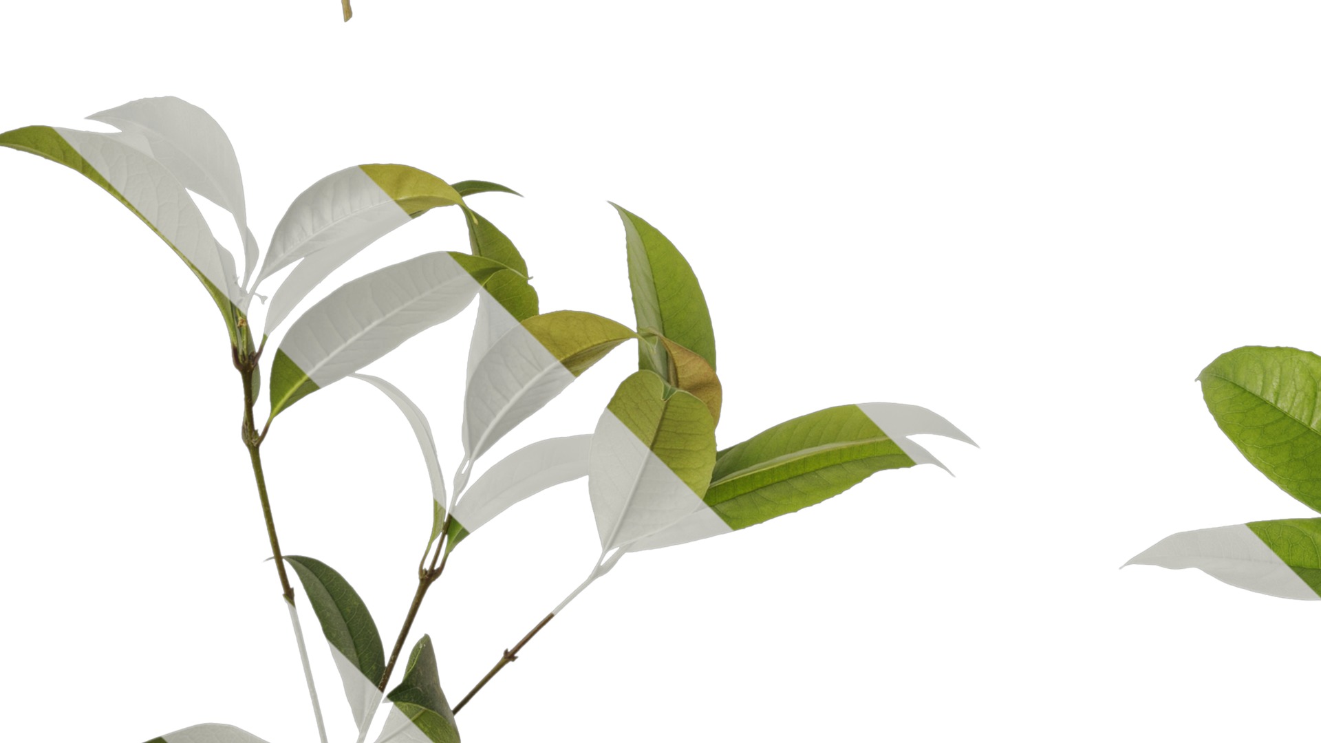 Osmanthus fragrans Low-poly 3D model_63