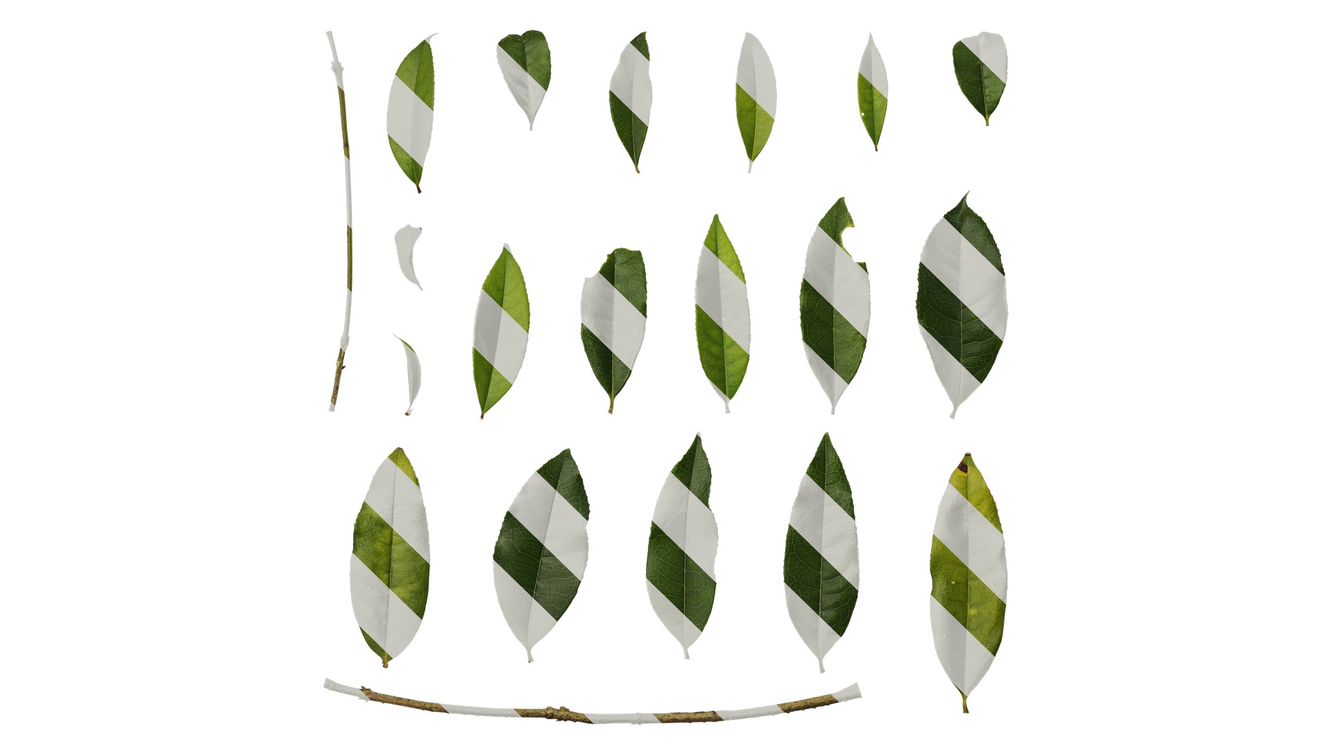 Osmanthus fragrans Low-poly 3D model_108