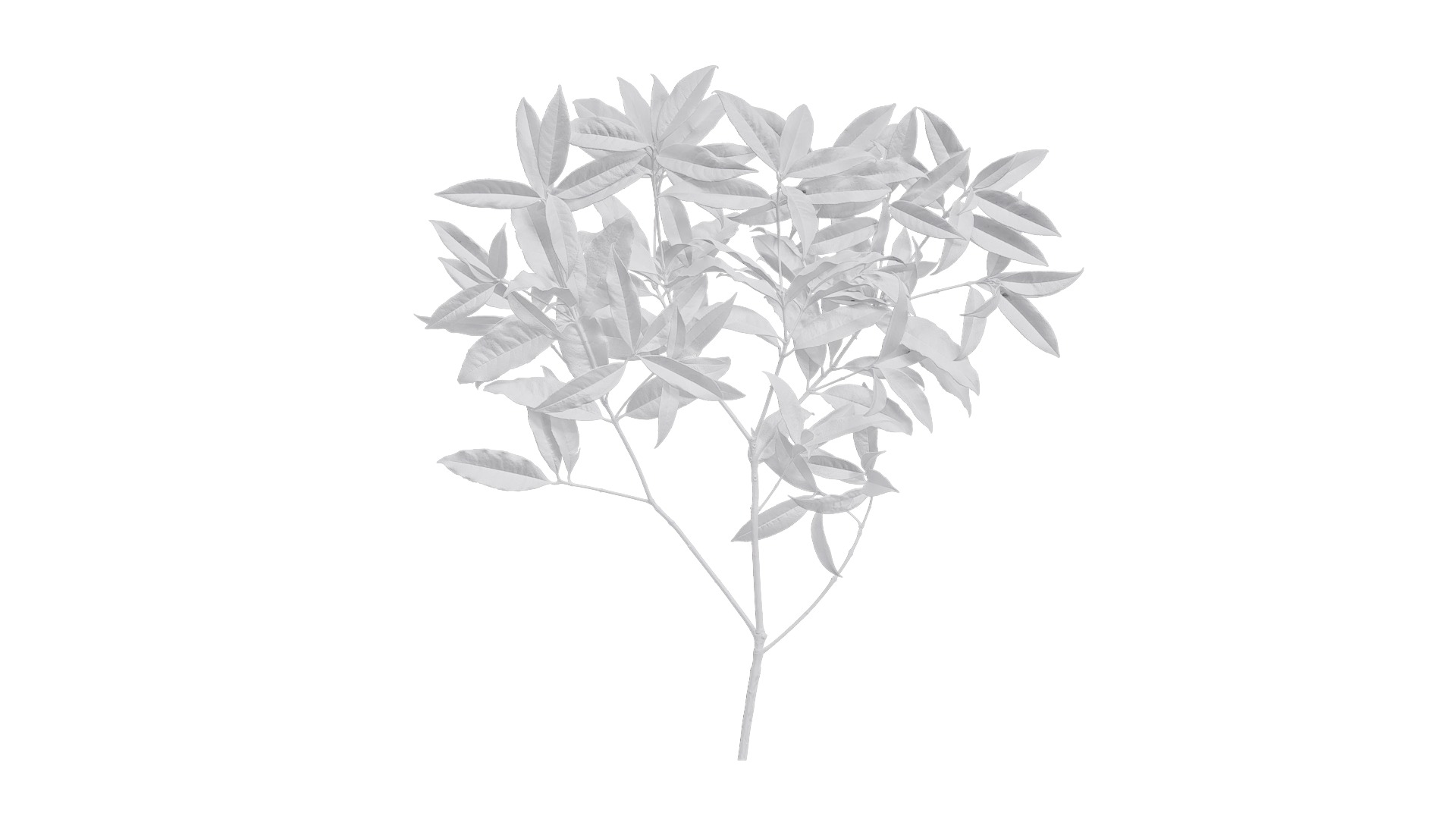 Osmanthus fragrans Low-poly 3D model_31