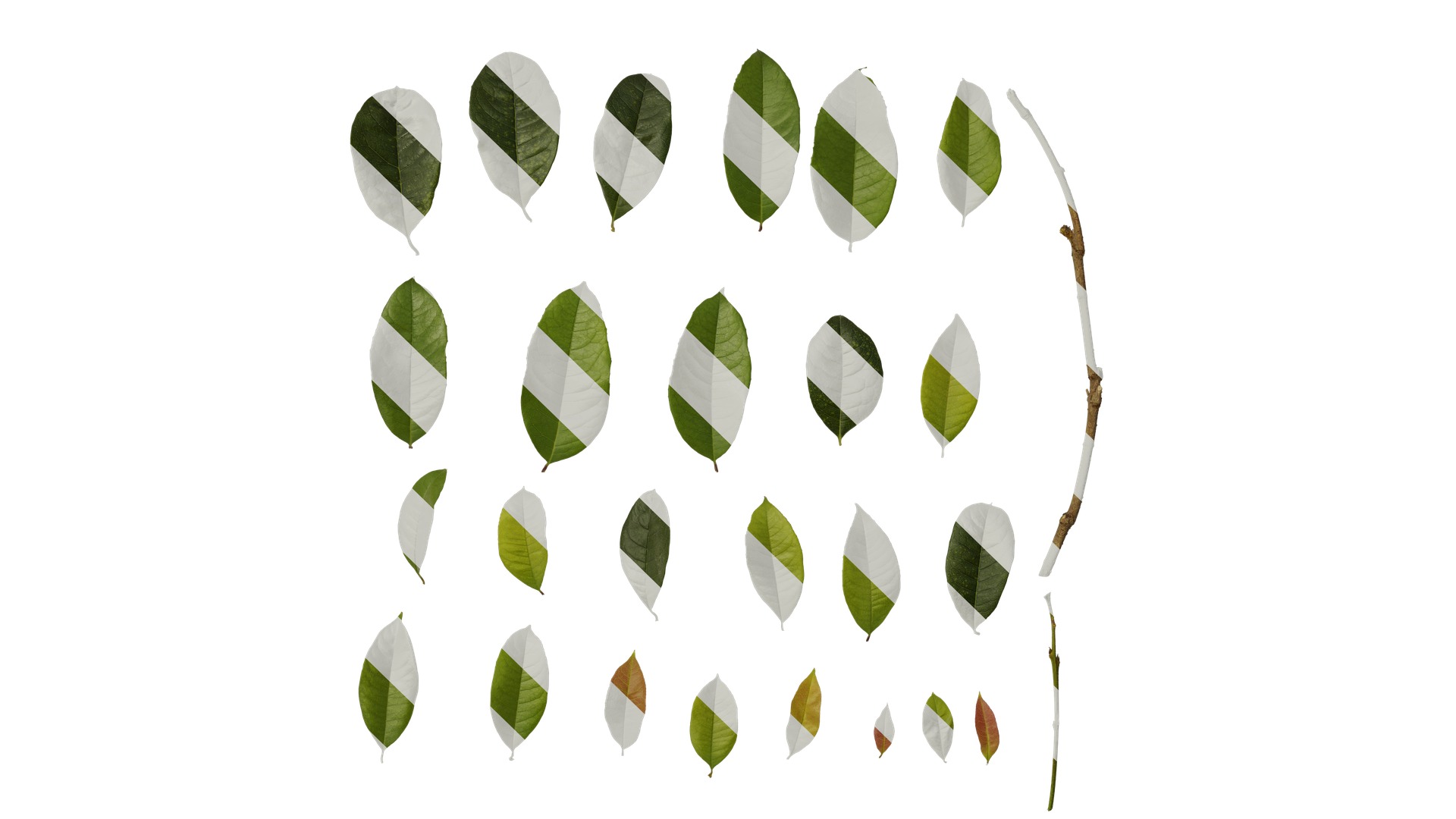 Osmanthus fragrans Low-poly 3D model_117