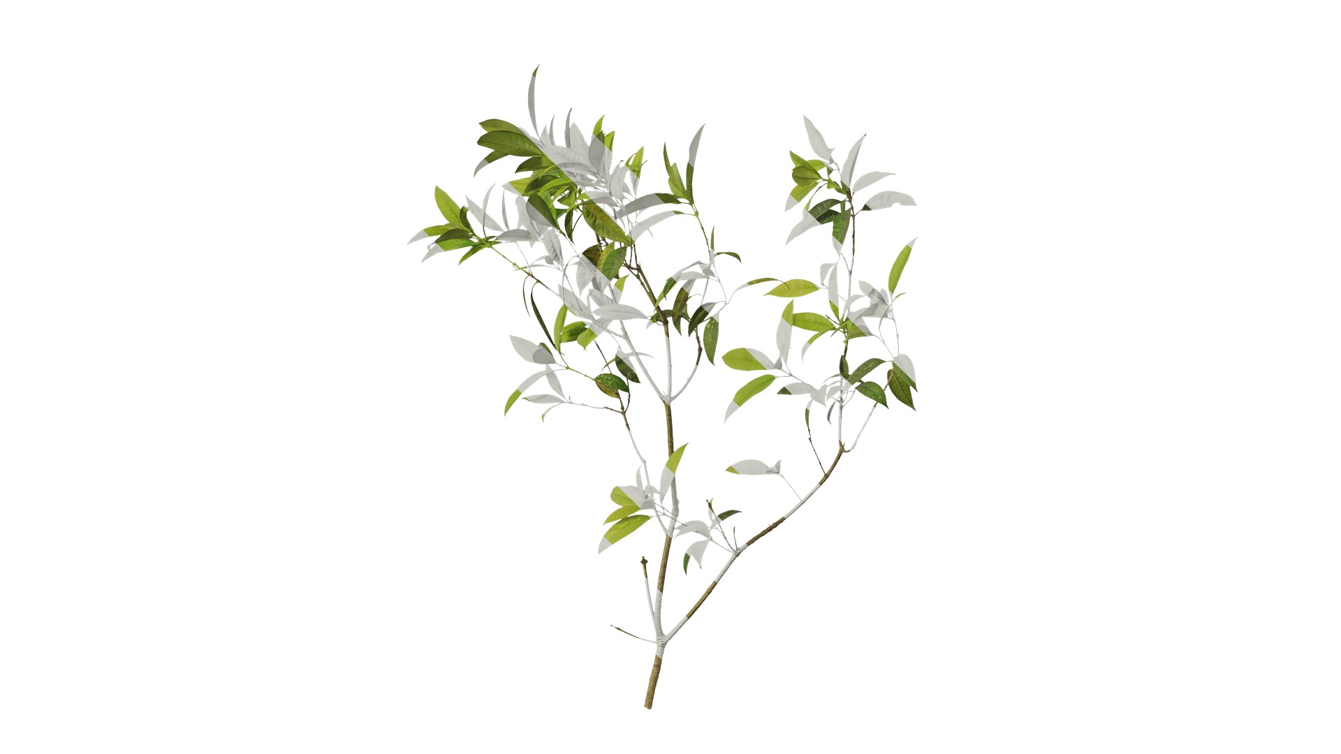 Osmanthus fragrans Low-poly 3D model_4