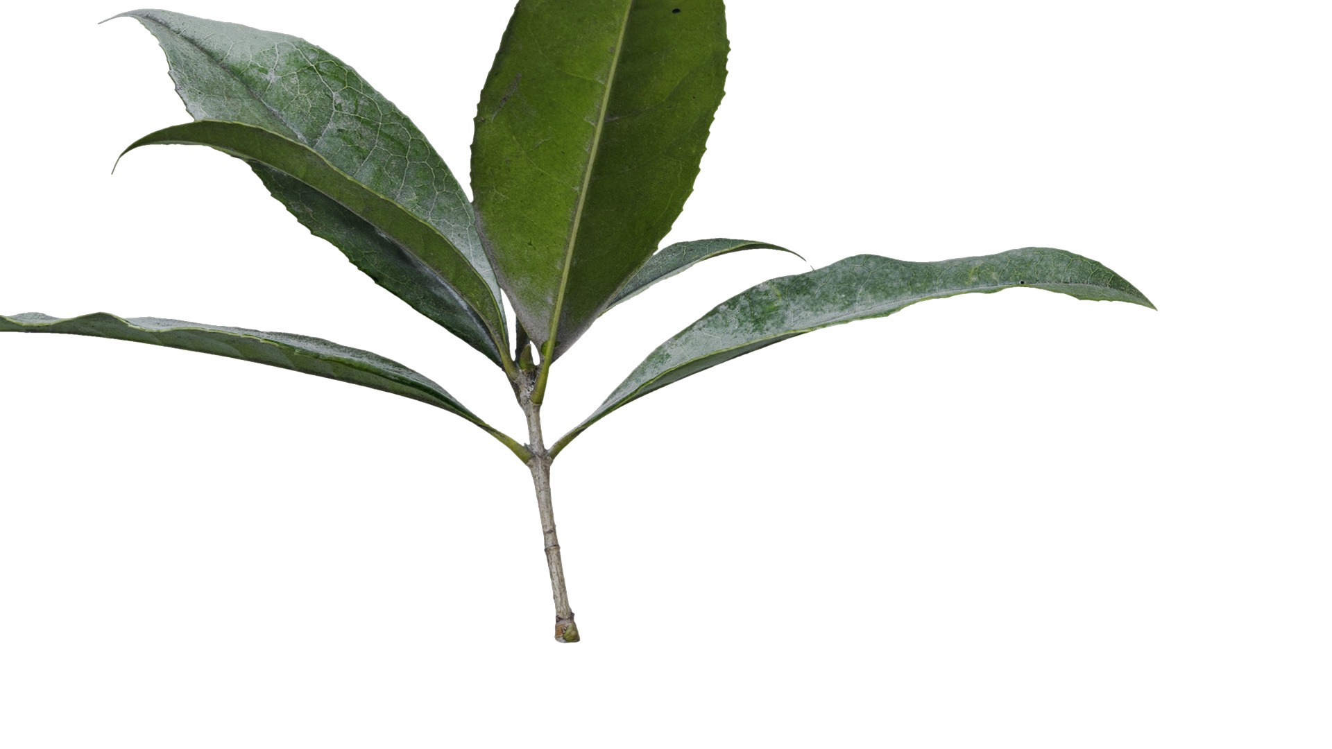 Osmanthus fragrans Low-poly 3D model_12