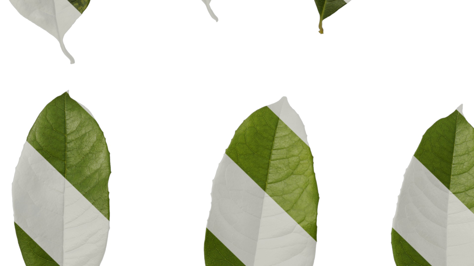 Osmanthus fragrans Low-poly 3D model_120