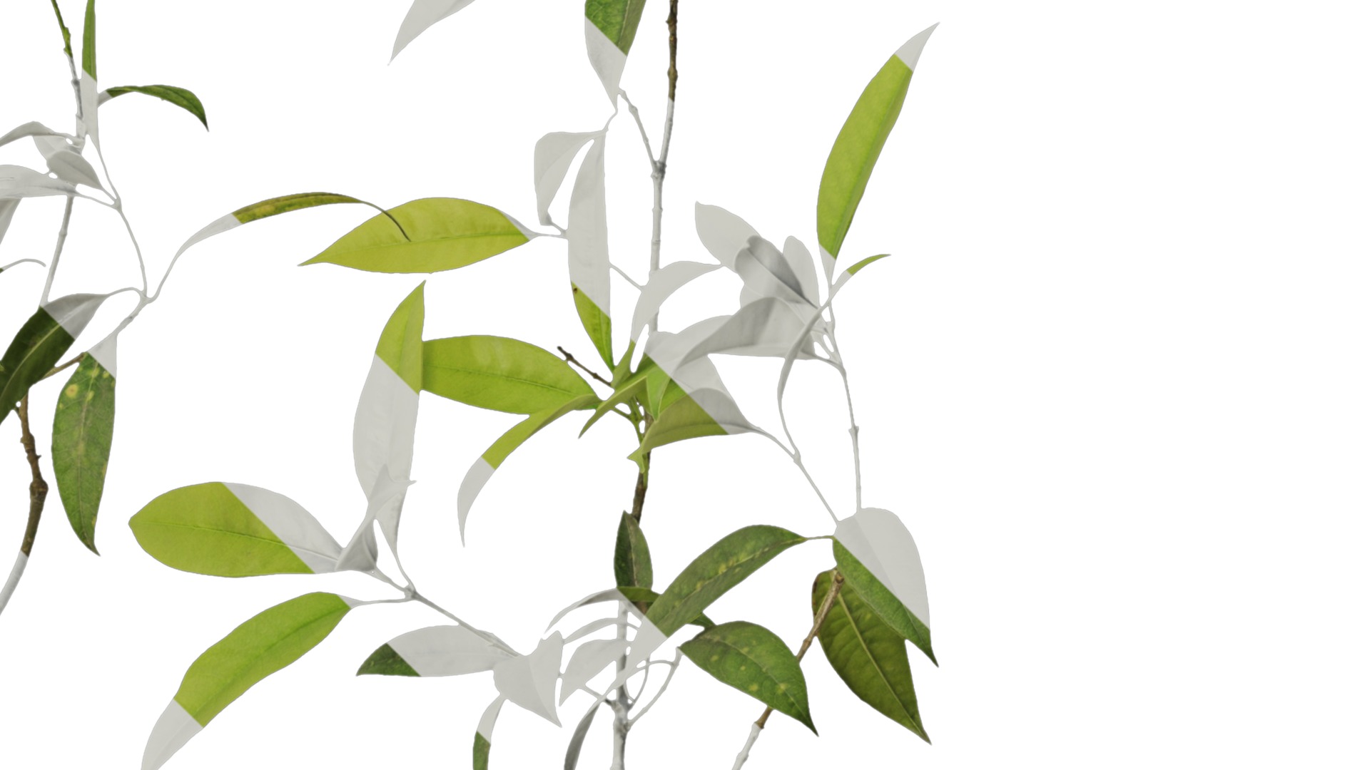 Osmanthus fragrans Low-poly 3D model_8