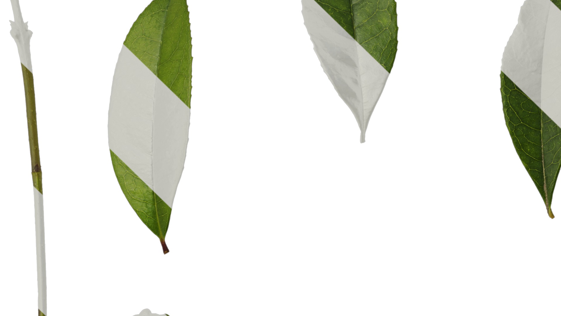 Osmanthus fragrans Low-poly 3D model_109