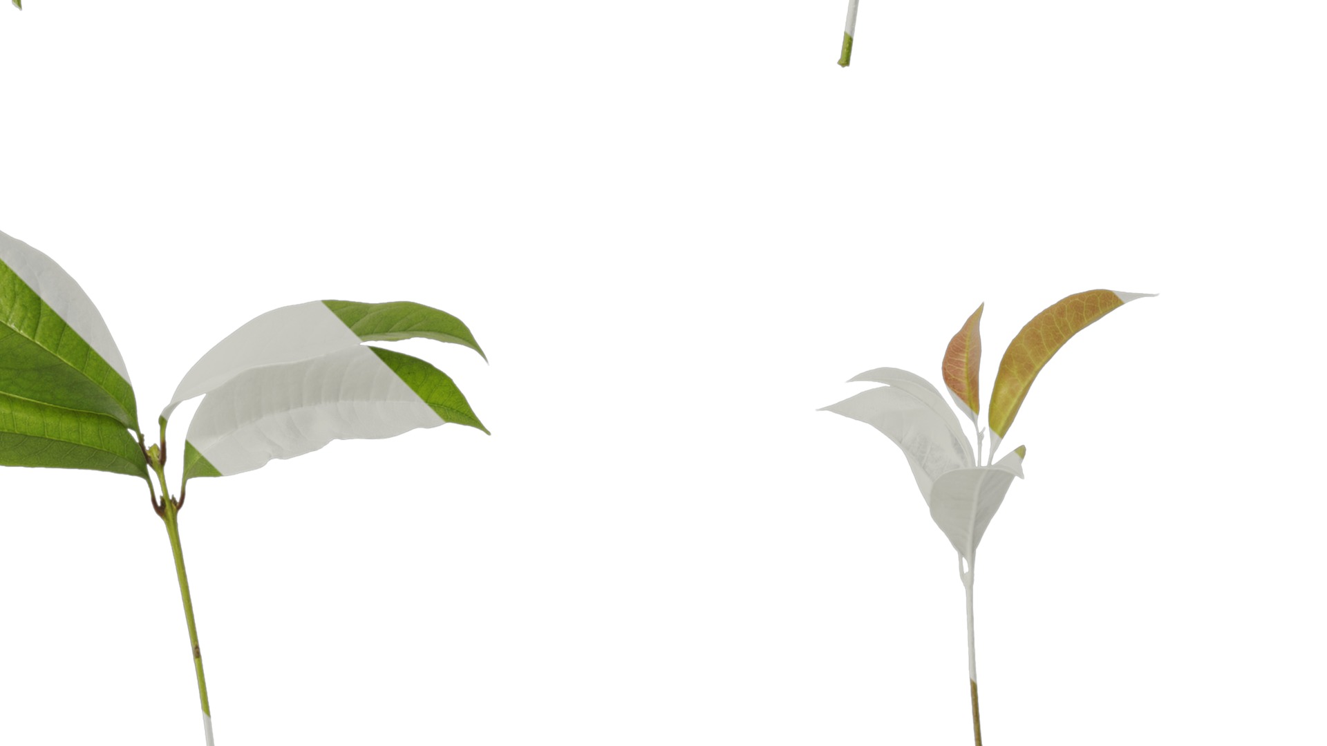 Osmanthus fragrans Low-poly 3D model_64