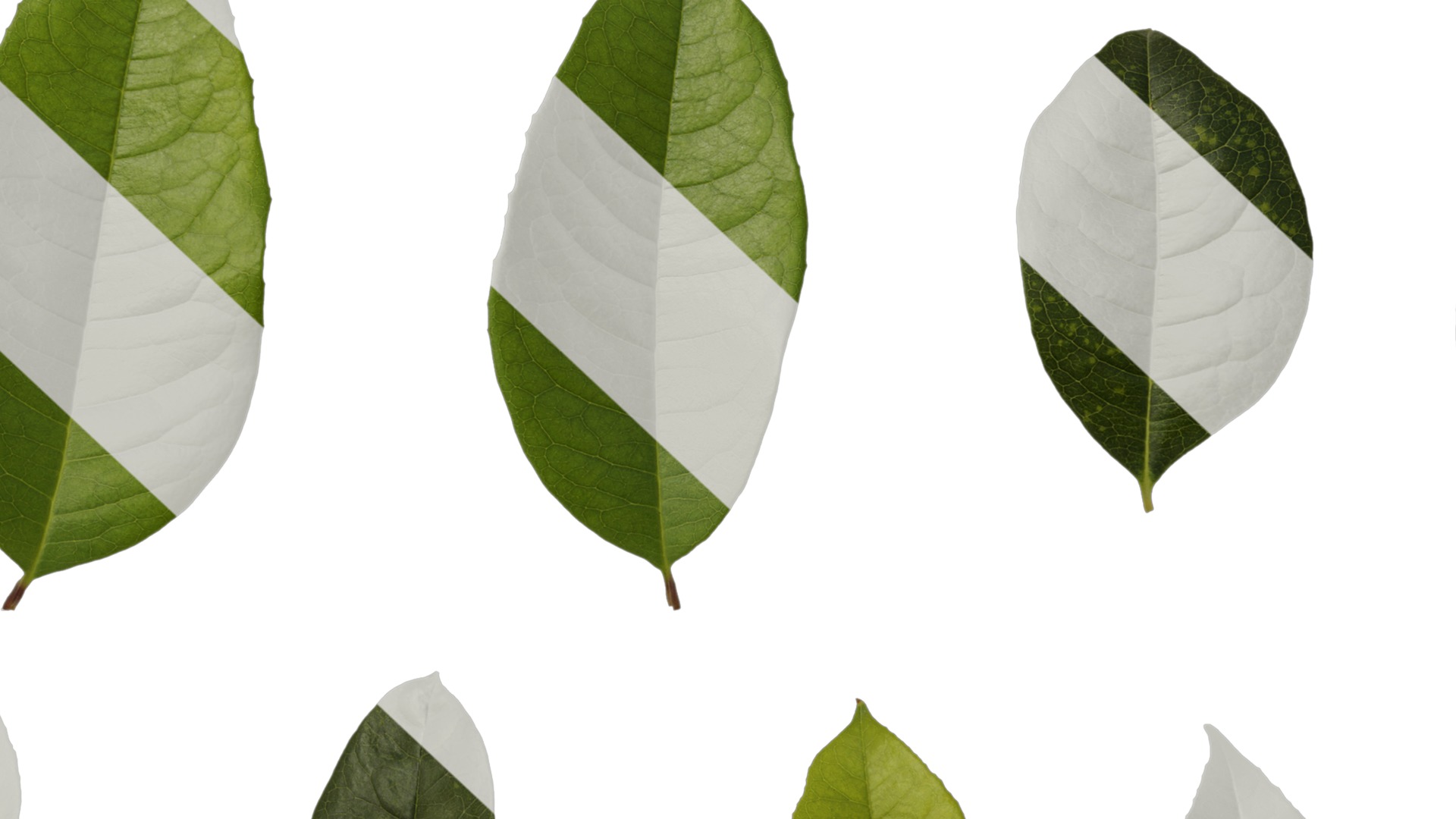 Osmanthus fragrans Low-poly 3D model_124