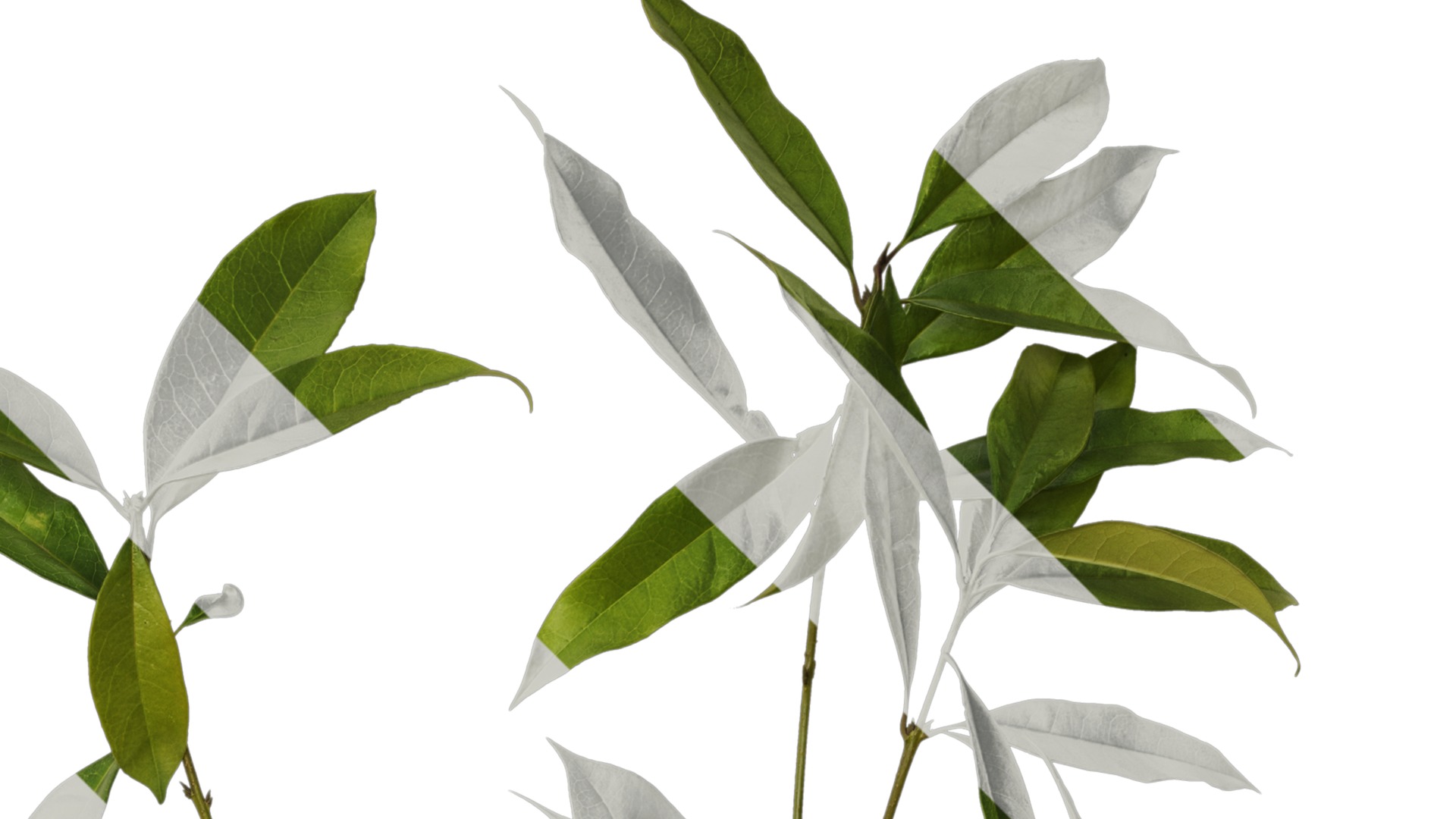 Osmanthus fragrans Low-poly 3D model_89