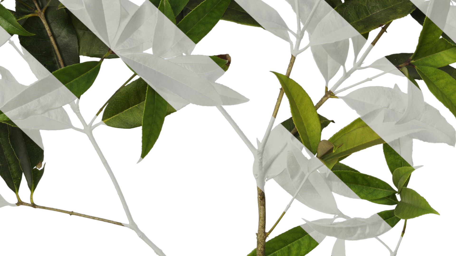 Osmanthus fragrans Low-poly 3D model_39