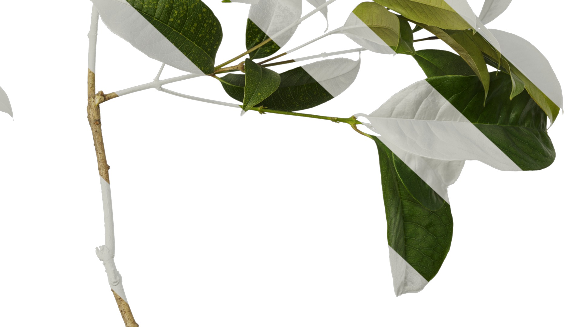 Osmanthus fragrans Low-poly 3D model_57