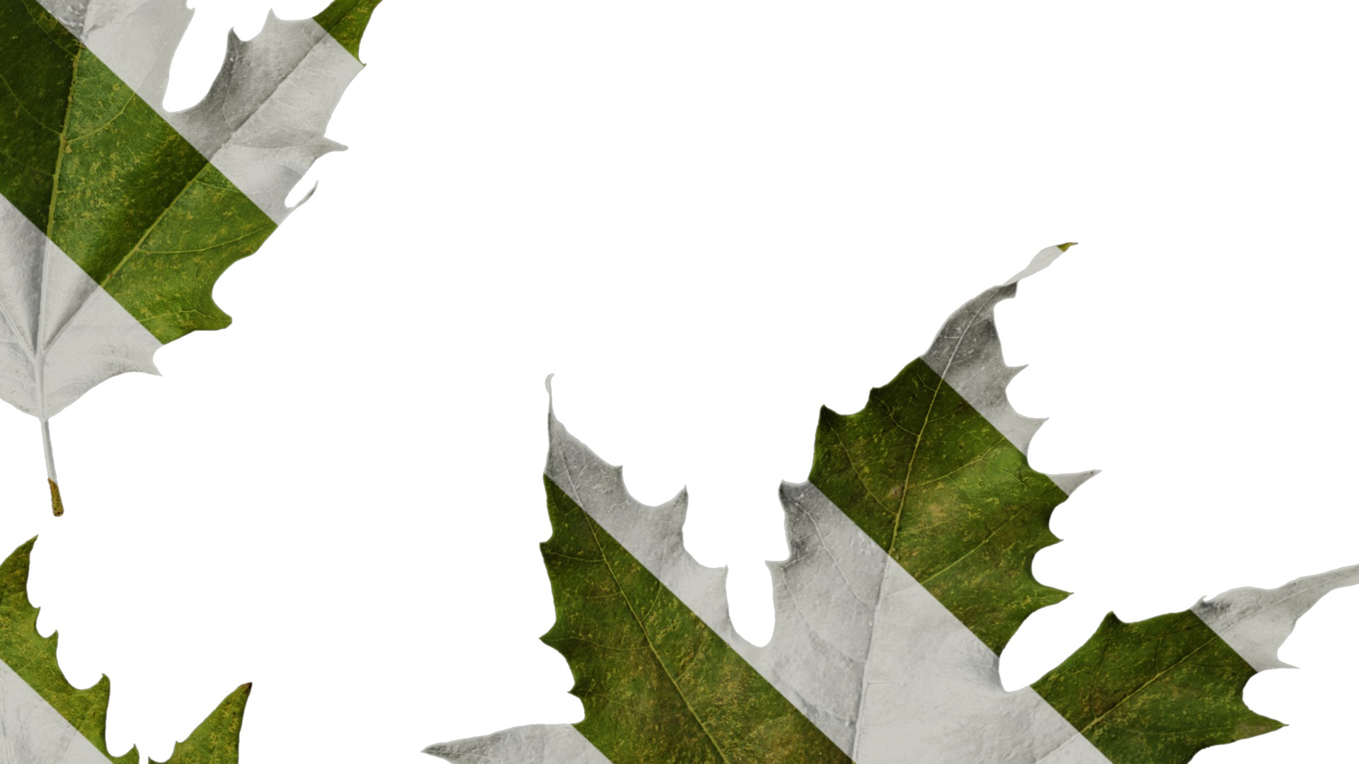 Platanus orientalis Low-poly 3D model_42