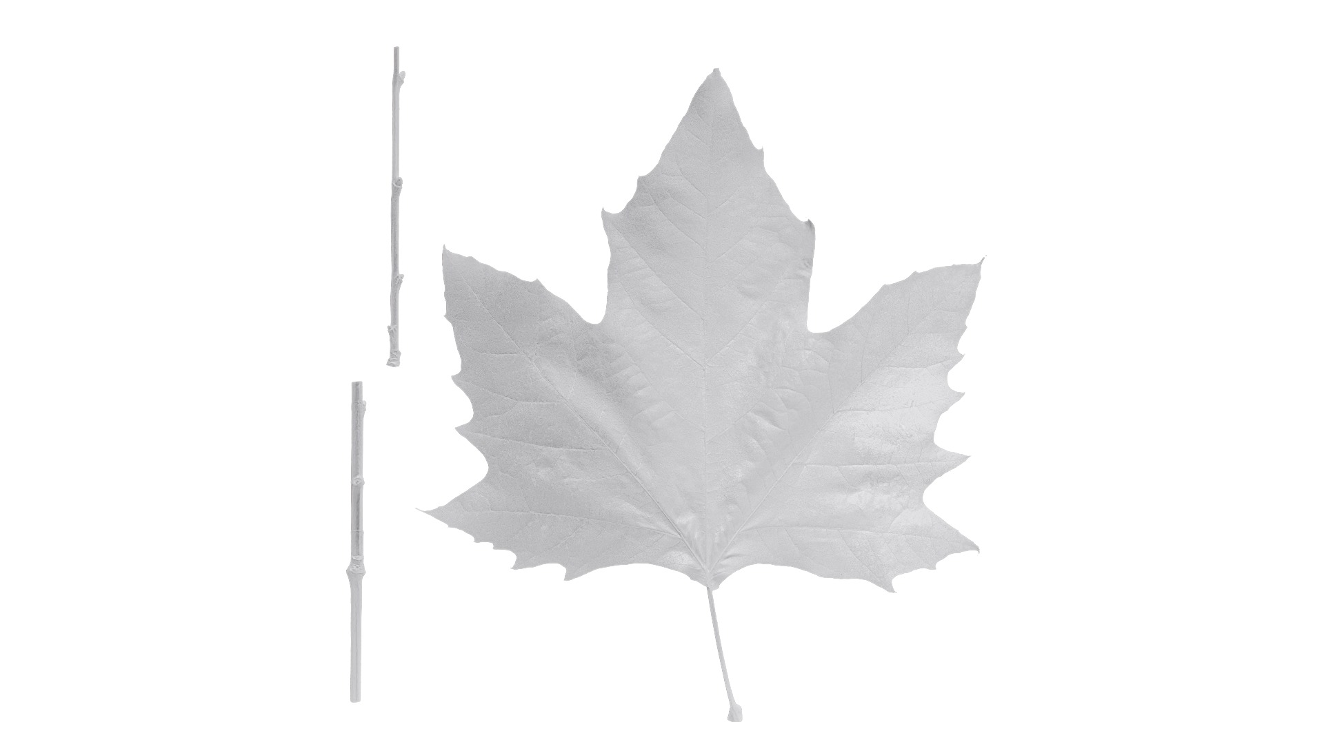 Platanus orientalis Low-poly 3D model_26