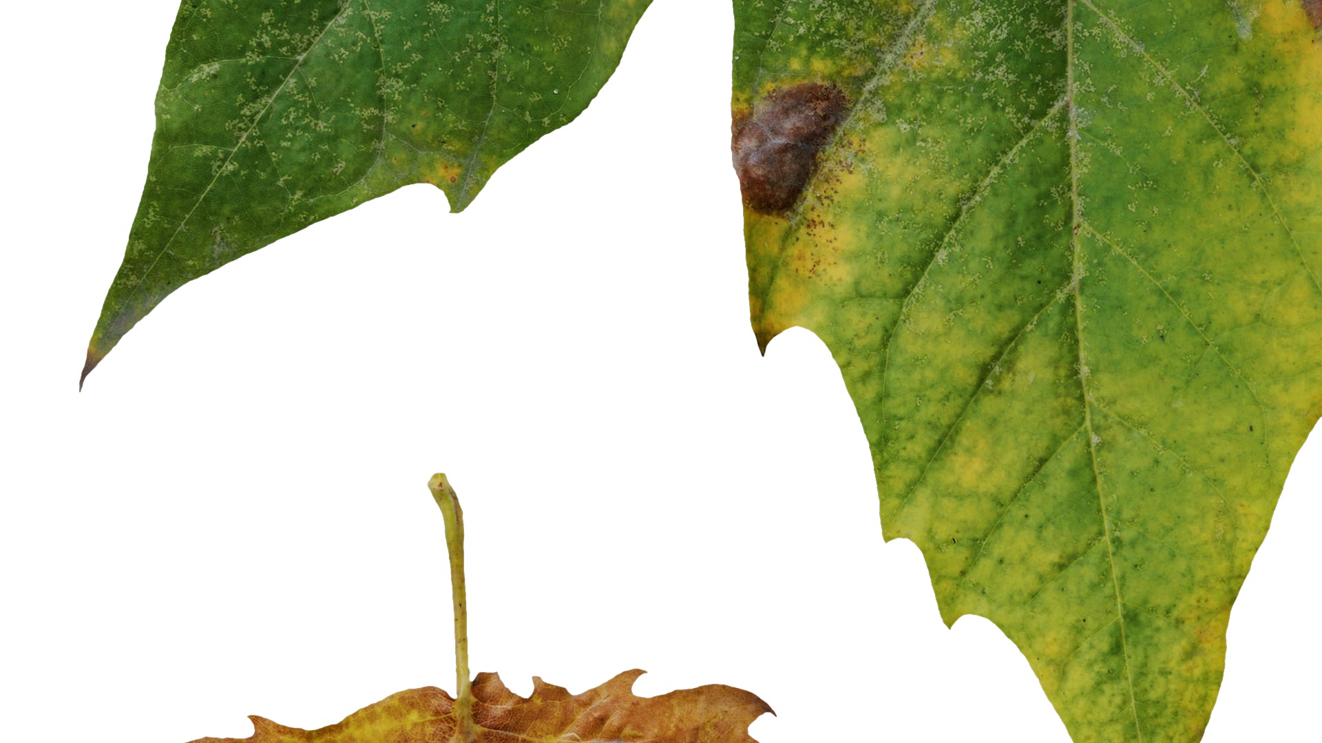 Platanus orientalis Low-poly 3D model_15