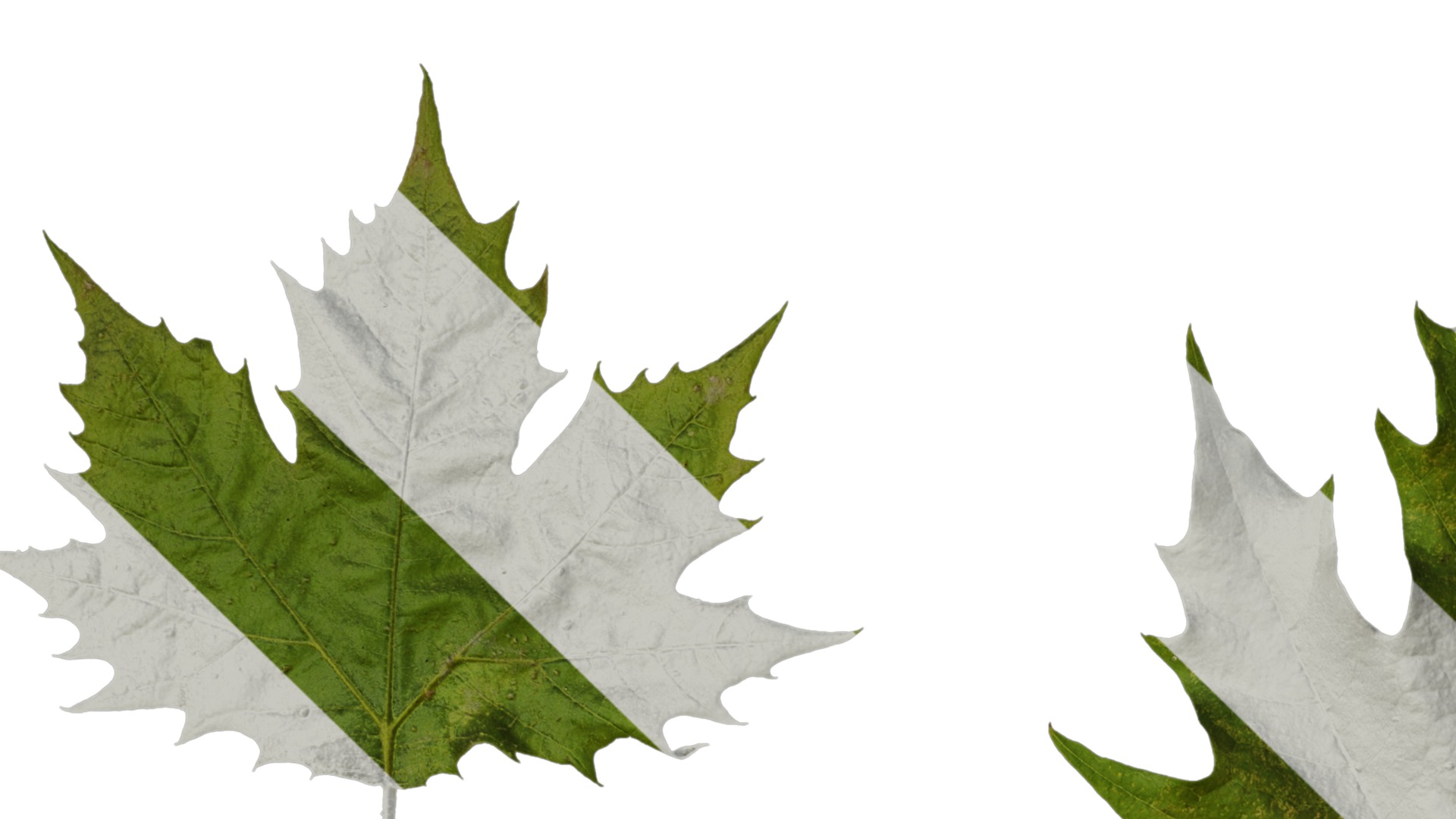 Platanus orientalis Low-poly 3D model_37
