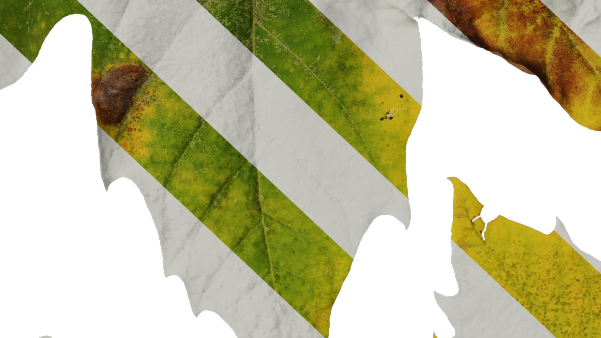 Platanus orientalis Low-poly 3D model_25