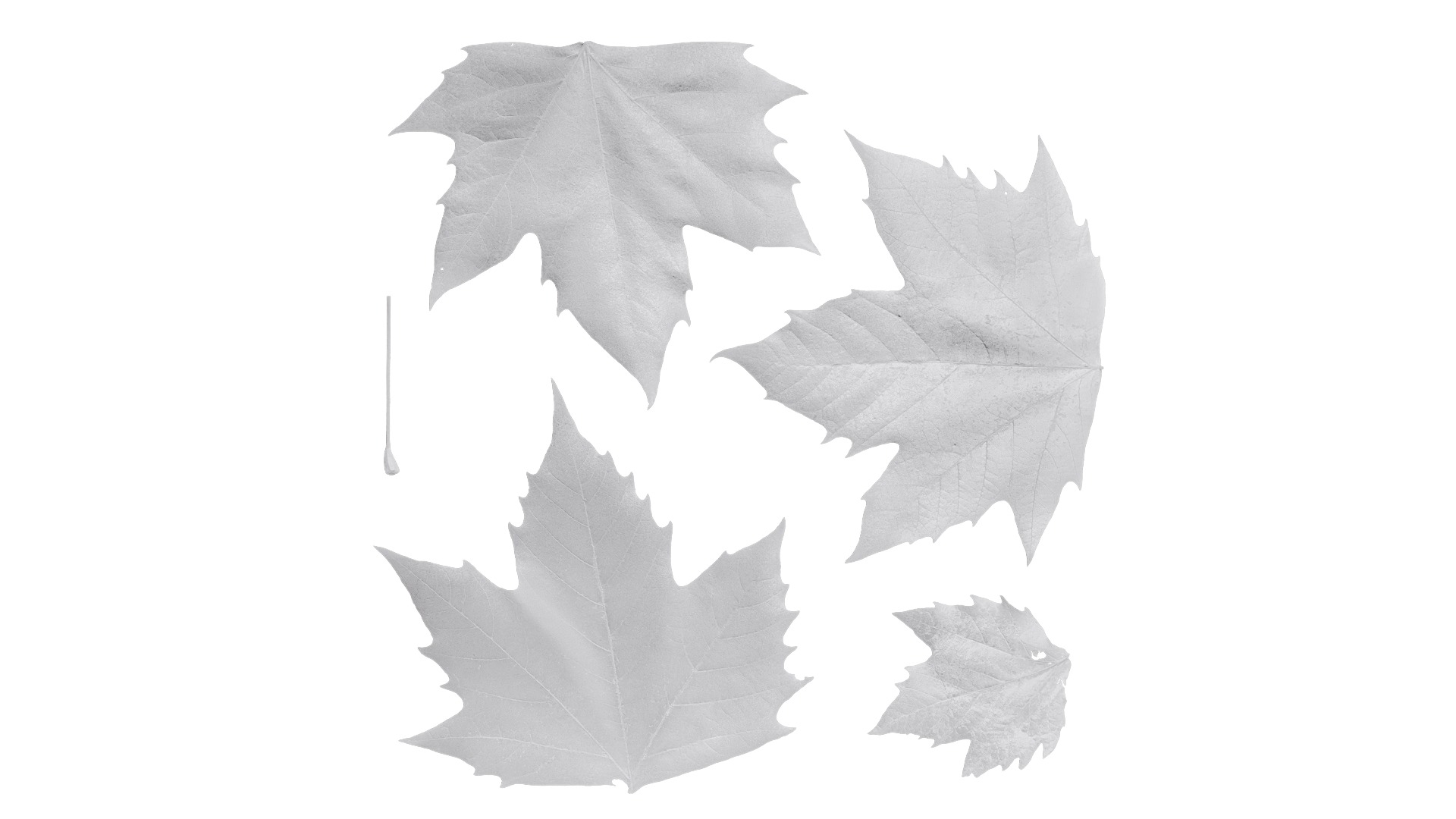 Platanus orientalis Low-poly 3D model_6