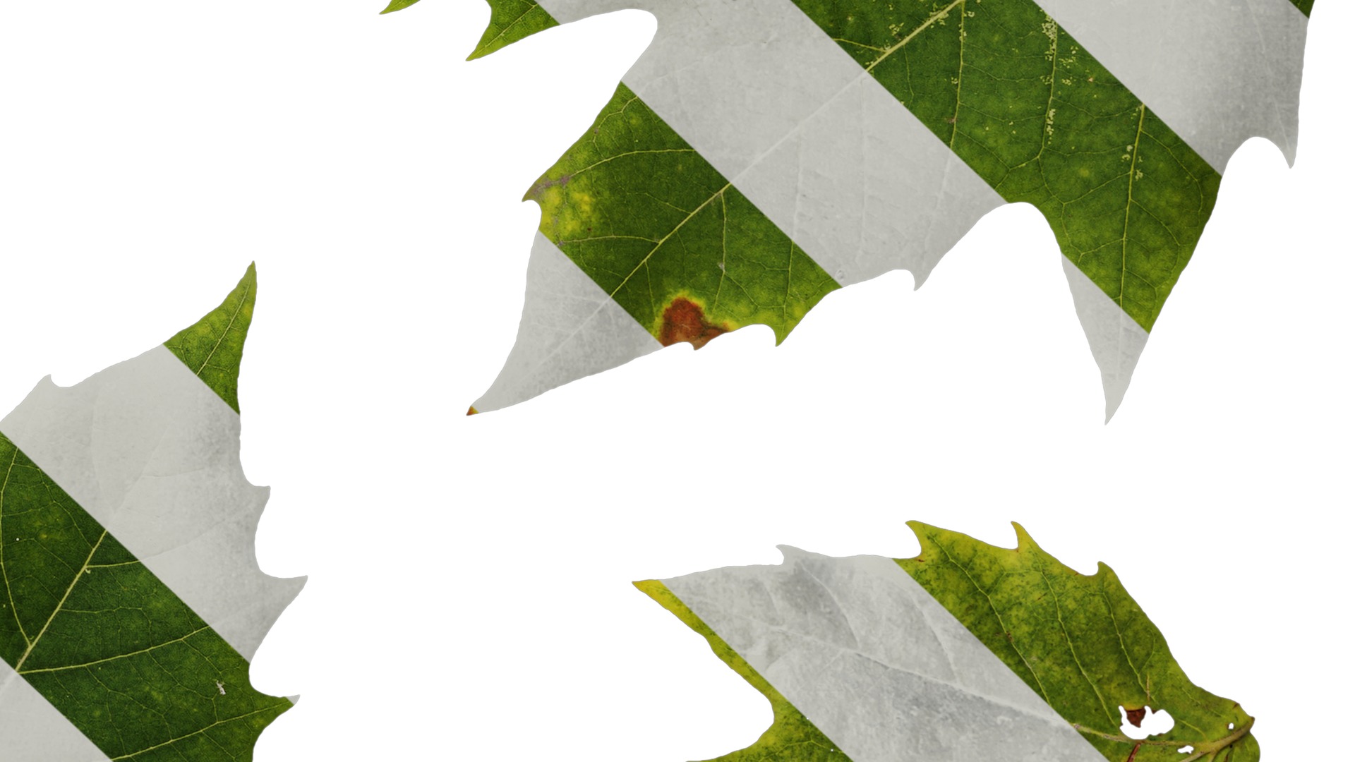 Platanus orientalis Low-poly 3D model_13