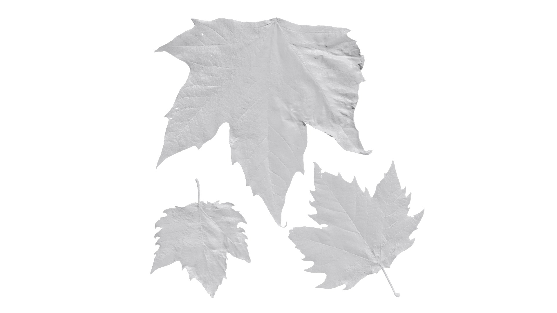 Platanus orientalis Low-poly 3D model_17