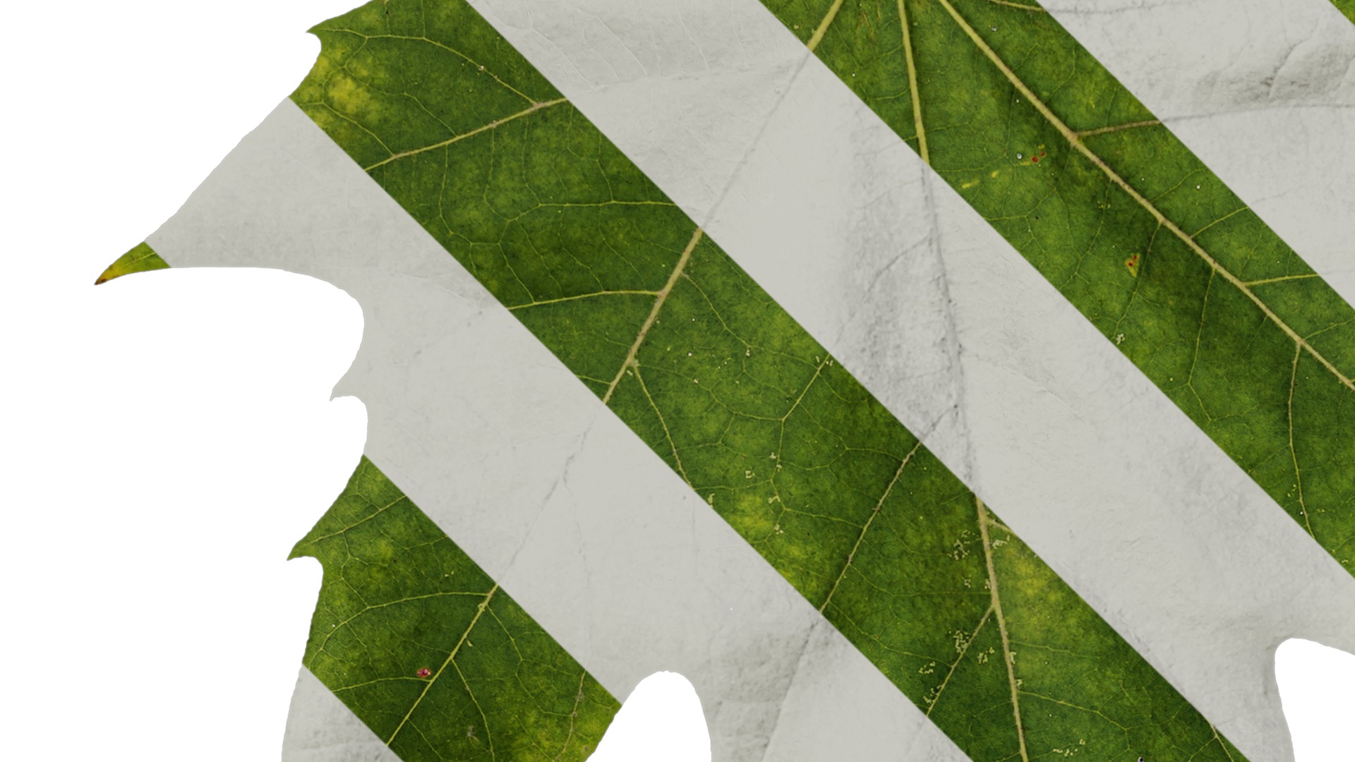 Platanus orientalis Low-poly 3D model_8