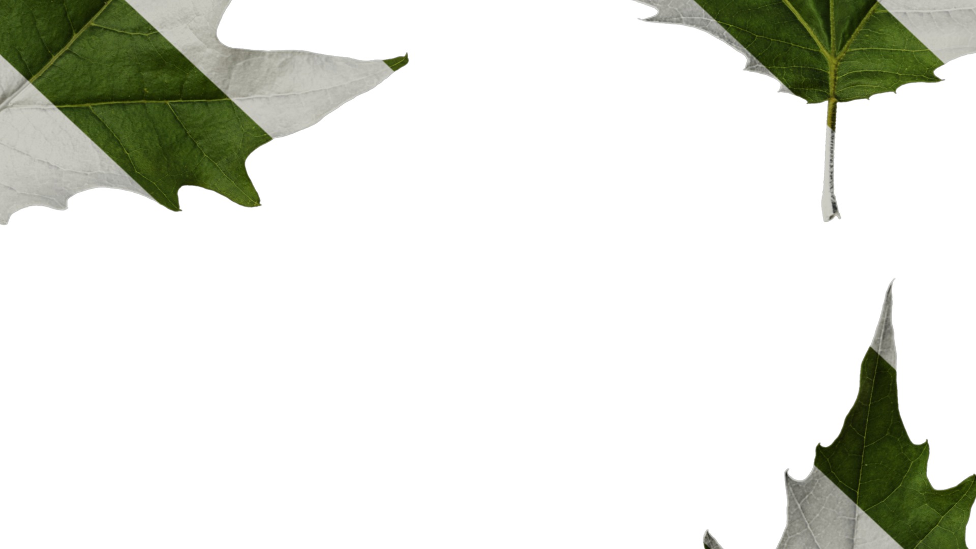 Platanus orientalis Low-poly 3D model_53