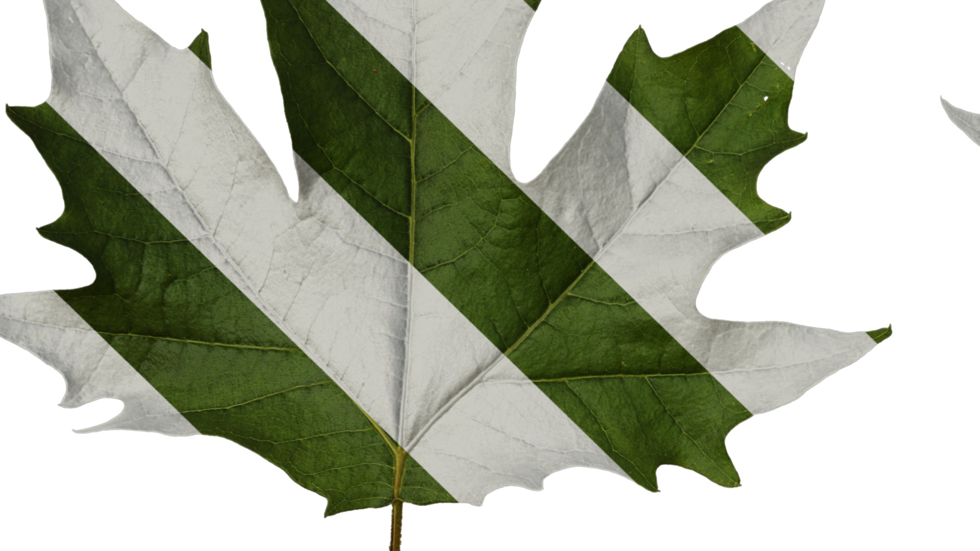 Platanus orientalis Low-poly 3D model_49